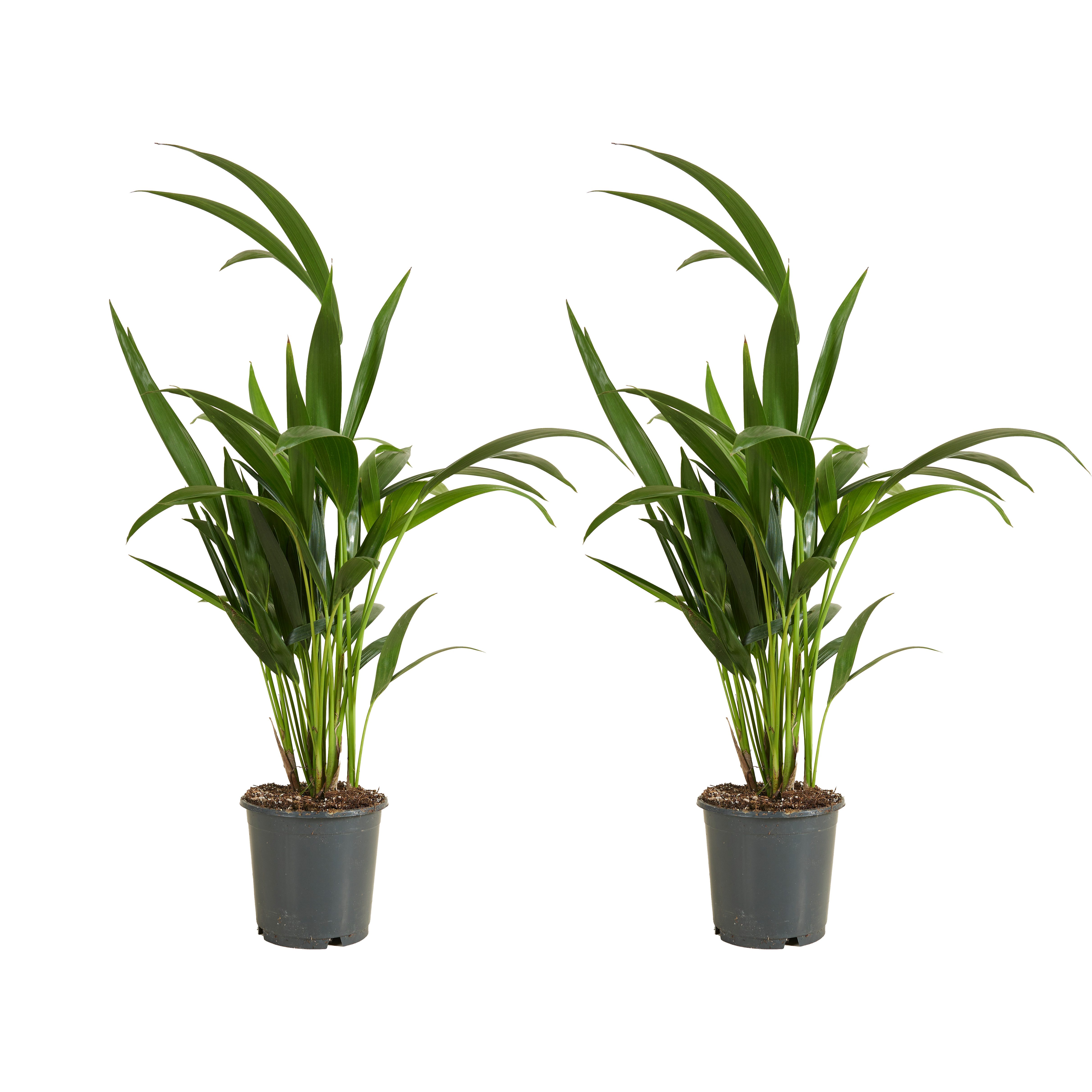 Bloomique Zimmerpflanze Bloomique - 2er Set - Howea Forsteriana - Kentiapalme - Zimmerpflanzen, 2 St.