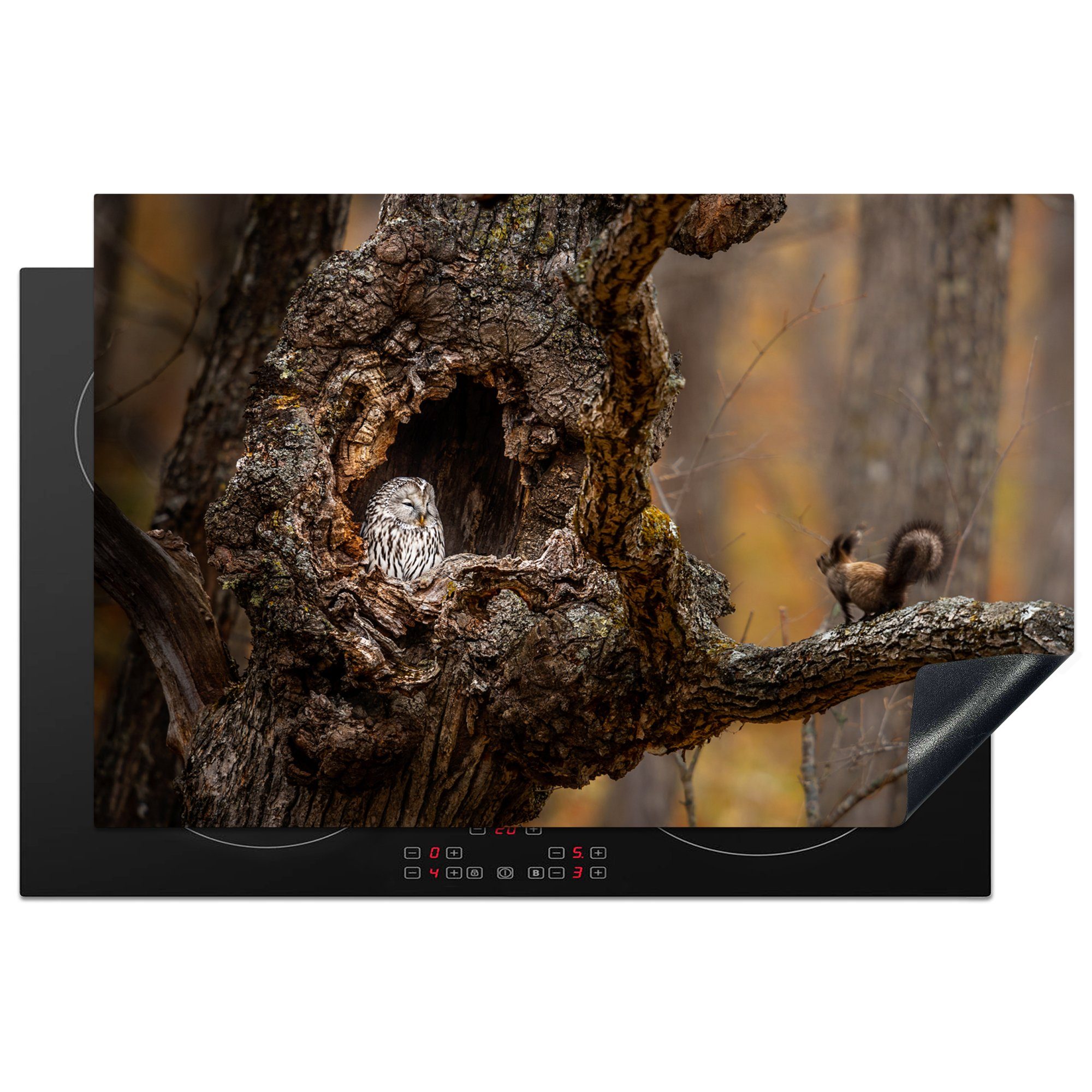 im die Baum, Induktionskochfeld Eule Schutz 81x52 MuchoWow Herdblende-/Abdeckplatte cm, Vinyl, Eichhörnchen und Nahaufnahme (1 küche, tlg), für Ceranfeldabdeckung