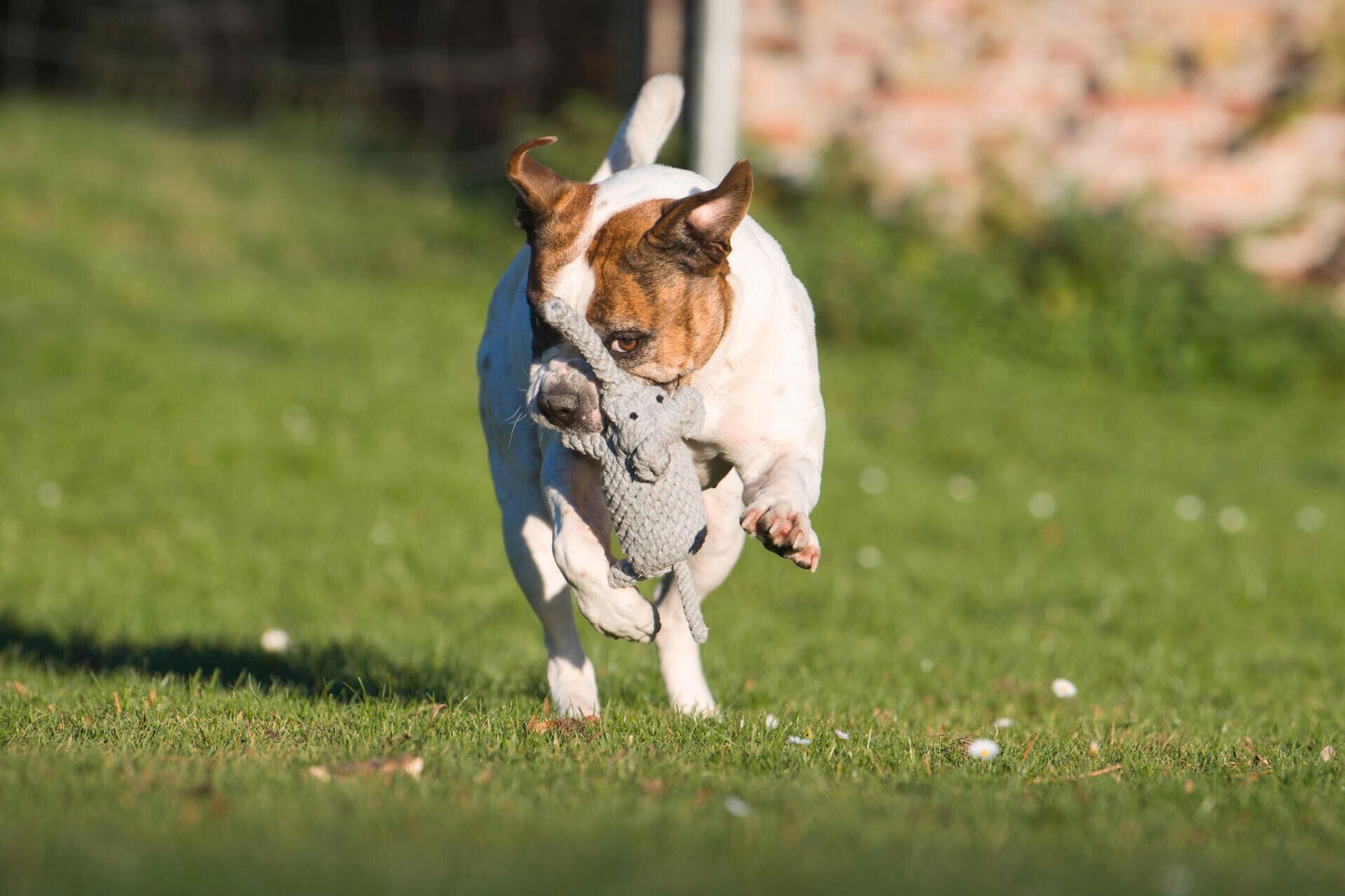 Laboni Outdoor-Spielzeug Laboni Hundespielzeug Elton Elefant günstig online kaufen