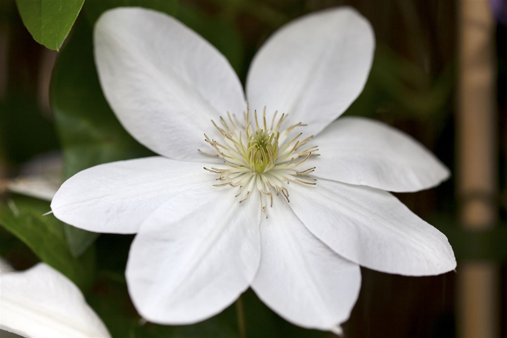 Pflanzen für Dich Kletterpflanze Clematis Hybride Shirayukihime, 1 St., Clematis, Waldrebe, weiße Blüten, kletterpflanze