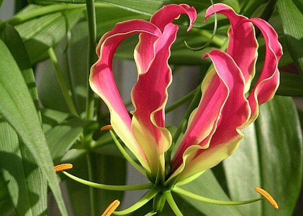 SAFLAX Blumensamen SAFLAX - Afrikanische Kletterlilie - 15 Samen - Gloriosa