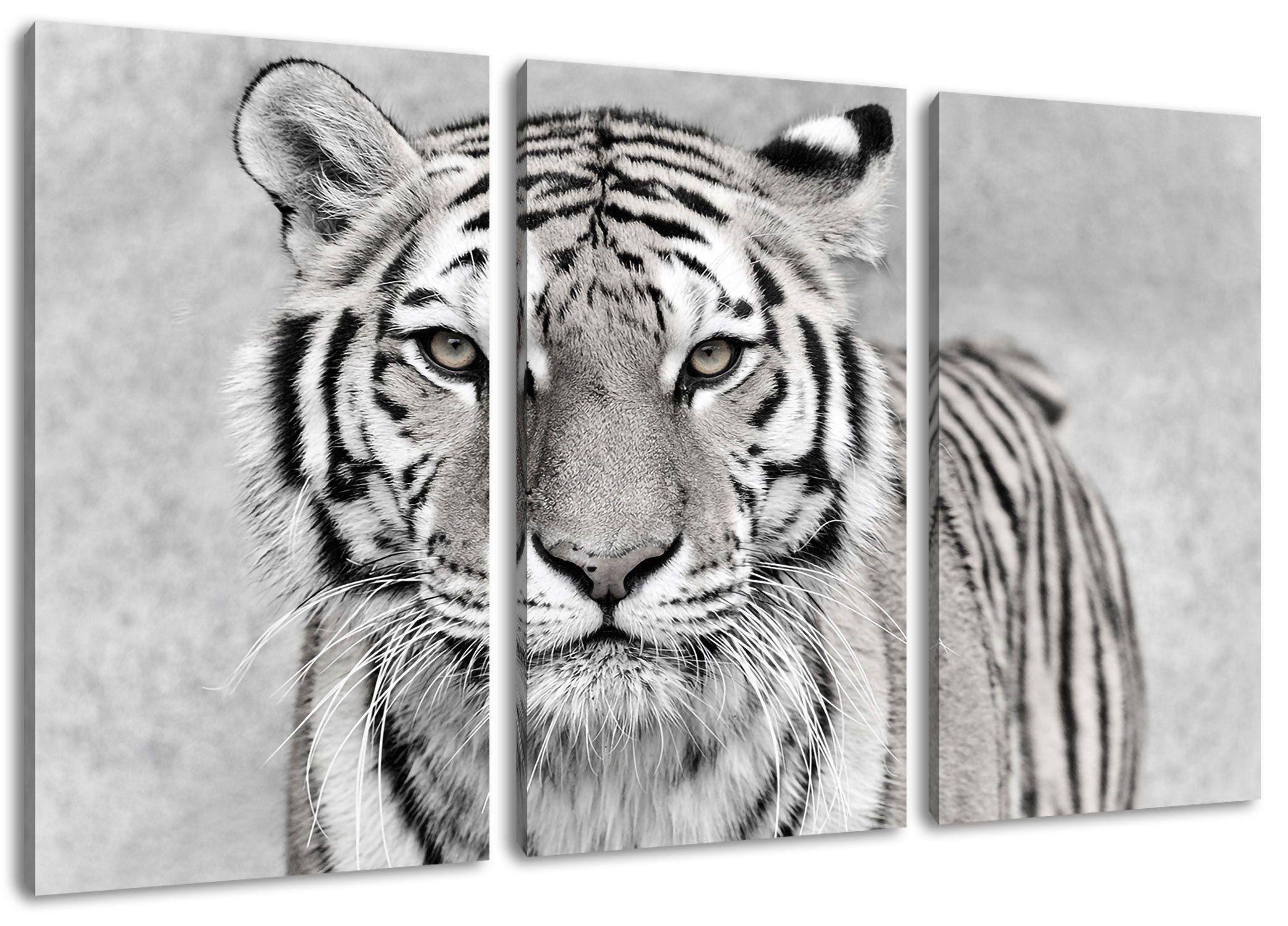 Pixxprint fertig in, in bespannt, Tiger Leinwandbild Leinwandbild (120x80cm) inkl. Tiger St), Zackenaufhänger (1 Anmutiger Anmutiger 3Teiler