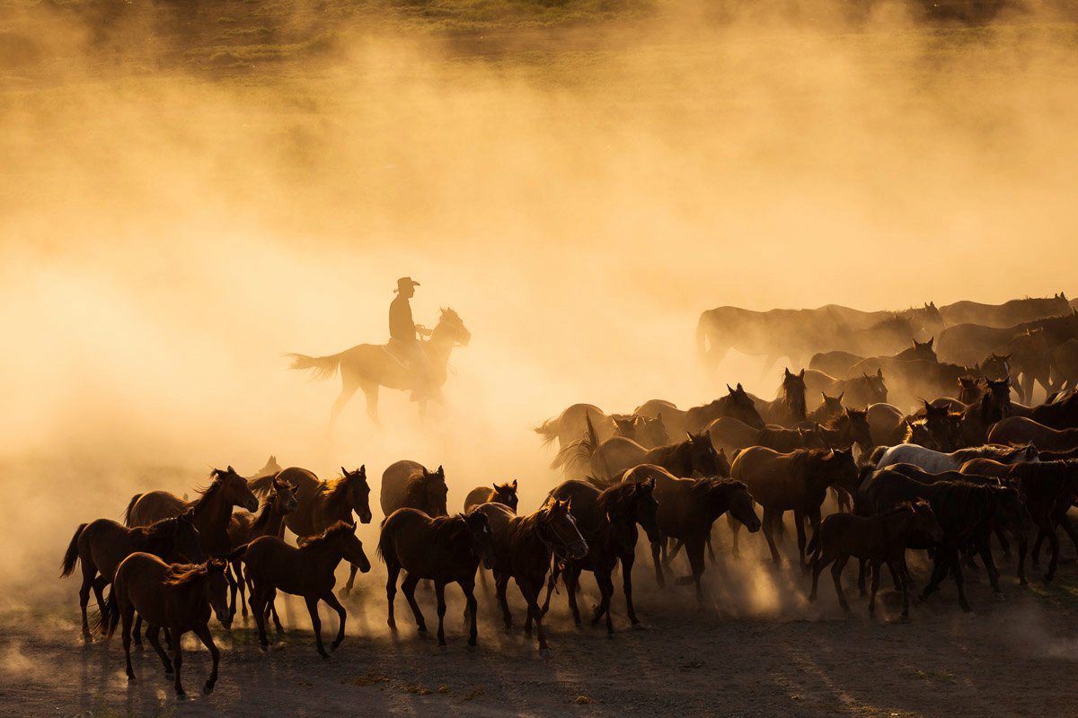 mit Cowboy Herde Fototapete Papermoon