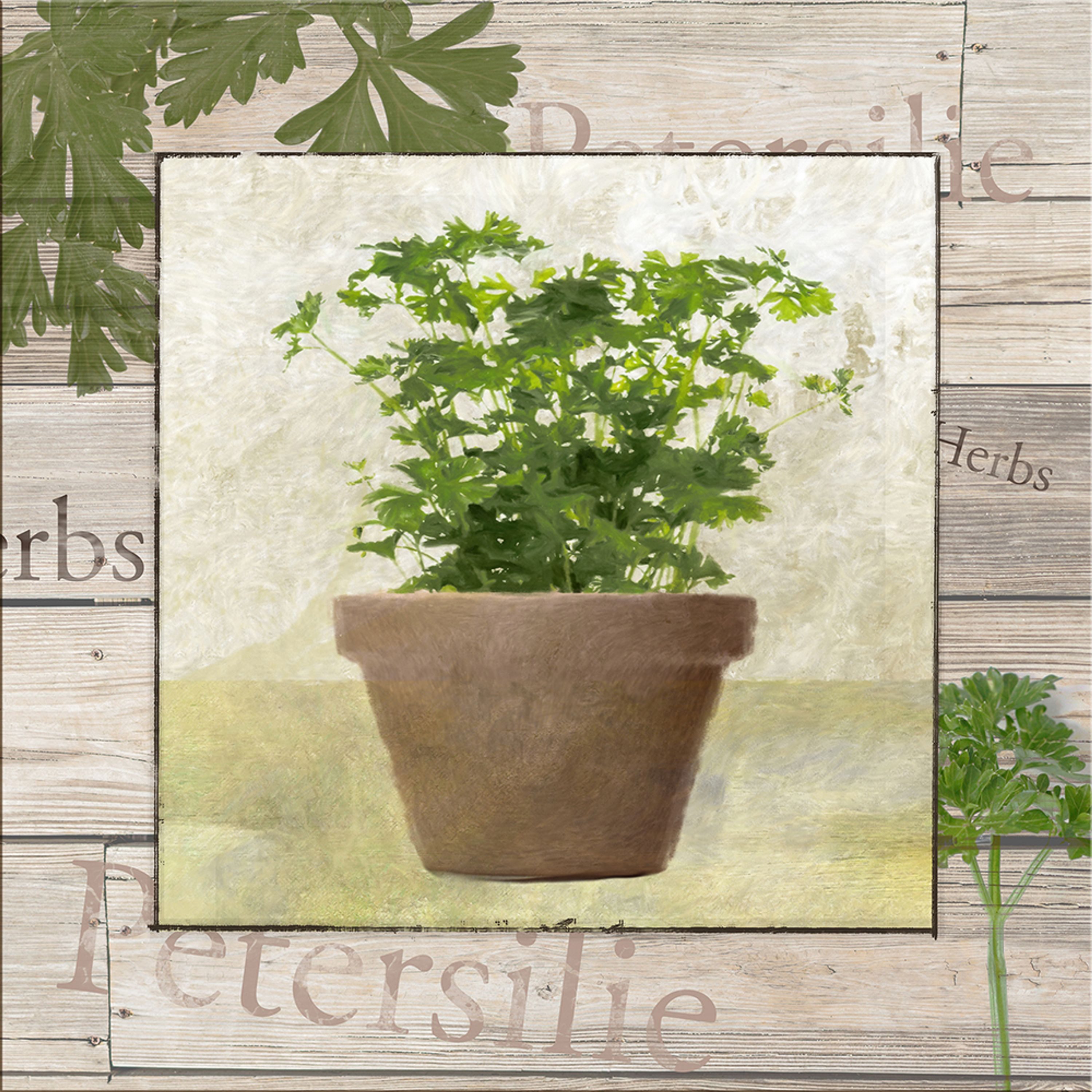 artissimo Deco-Panel Bild Küche / vintage Wanddeko / Wandbild Kräuter / Deko Landhaus-Küche, Küchenbild: Petersilie