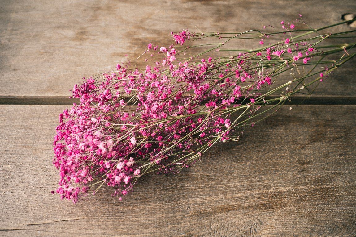 Trockenblume Schleierkraut Dunkelrot getrocknet im NaDeco paniculata, Bund Gypsophila 50-60cm ca