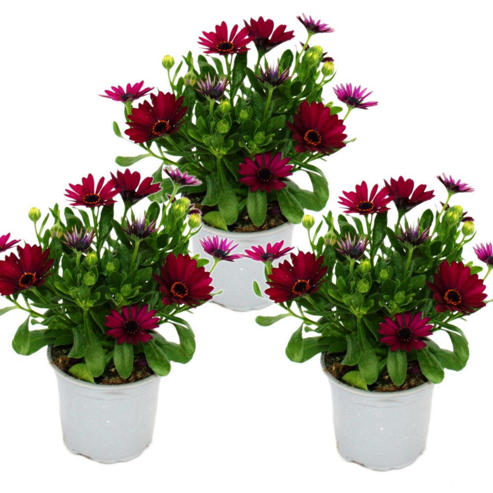 Exotenherz Beetpflanze Kapkörbchen Osteospermum ecklonis ver. Farben 11cm Topf 3 Pflanzen