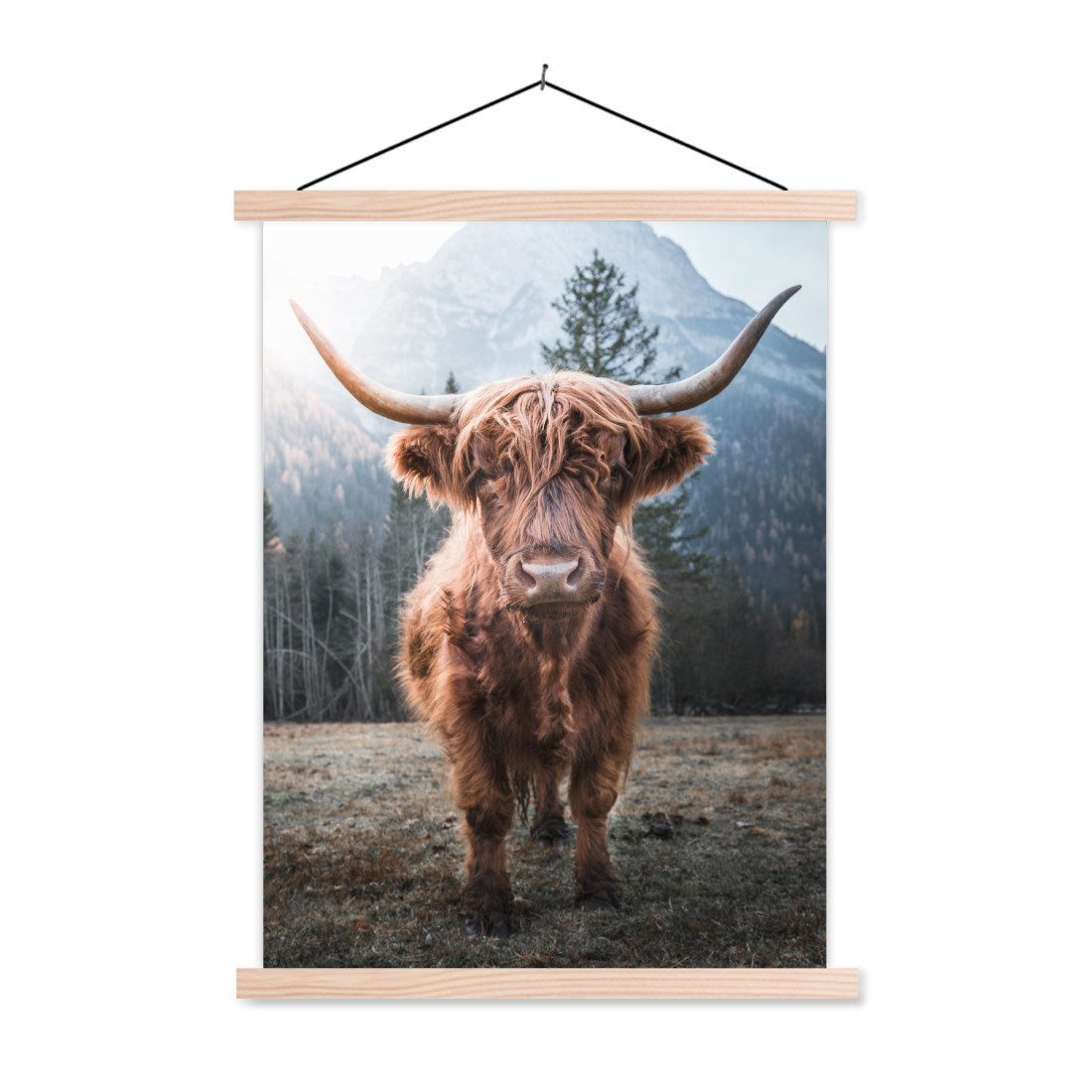 Poster Schottischer Hochländer - Kuh - Tiere - Berg - Natur