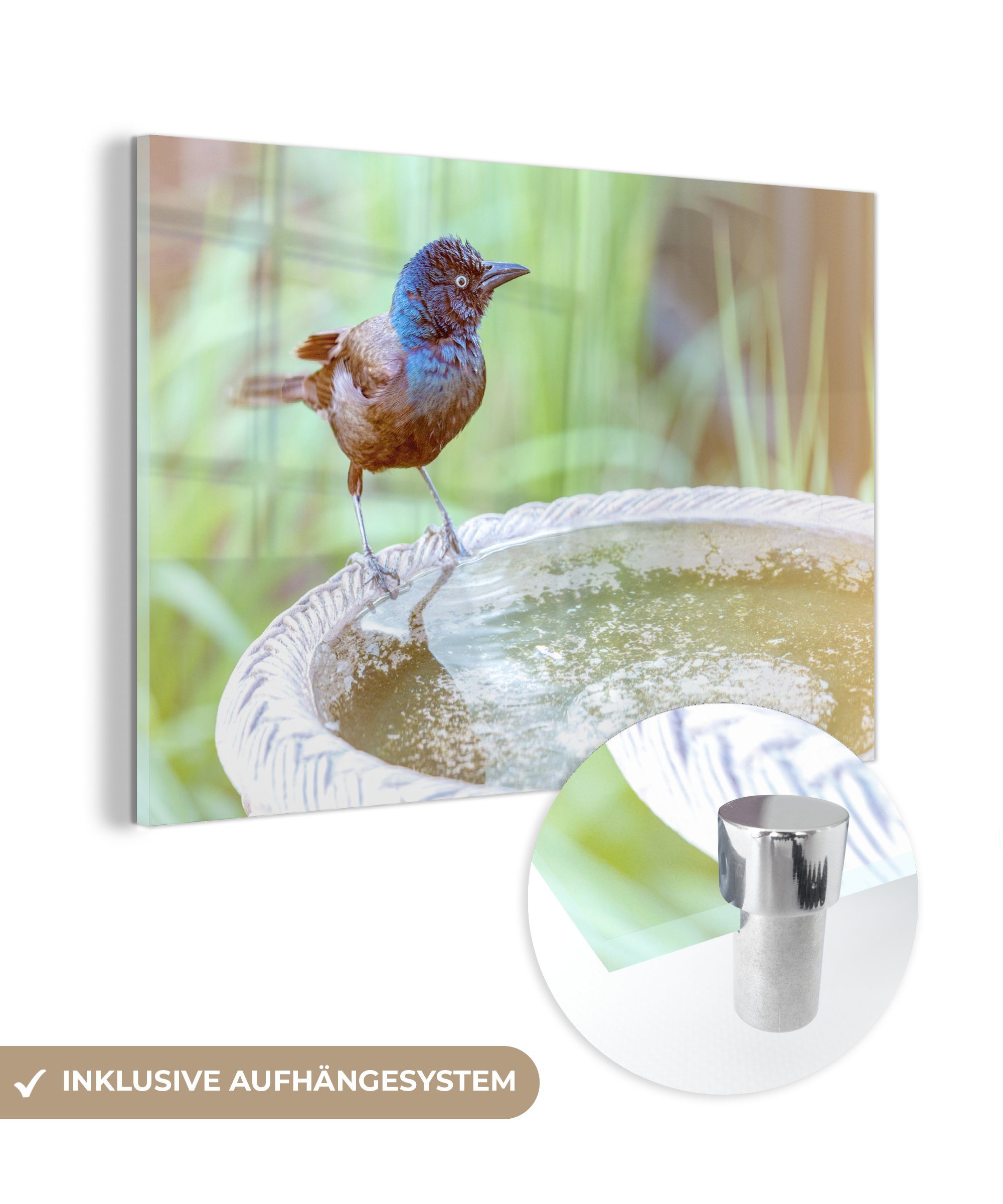 MuchoWow Acrylglasbild Vogeltränke - Amsel - Wasser, (1 St), Acrylglasbilder Wohnzimmer & Schlafzimmer