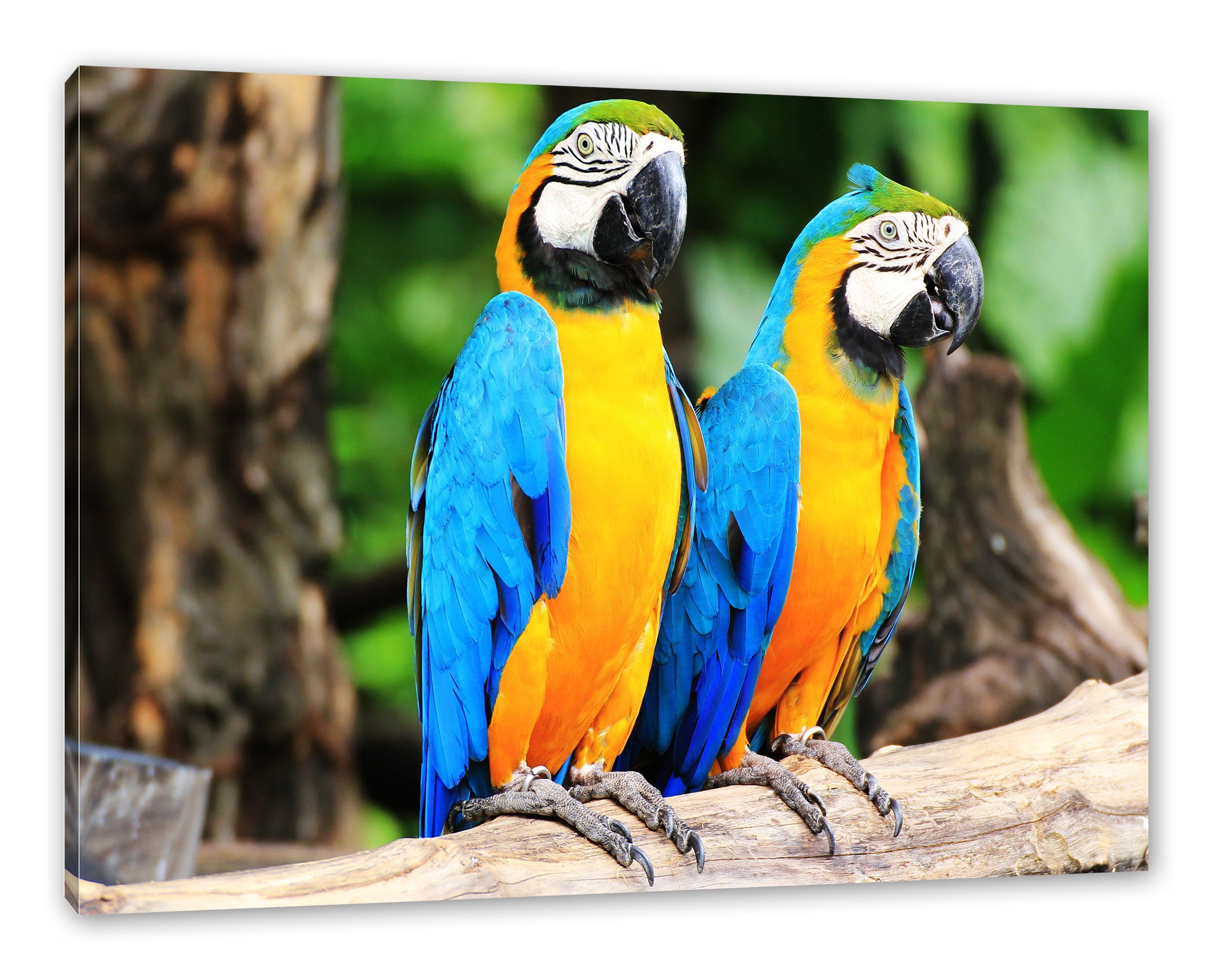 Pixxprint Leinwandbild Zwei Papageien, Zwei Papageien (1 St), Leinwandbild fertig bespannt, inkl. Zackenaufhänger