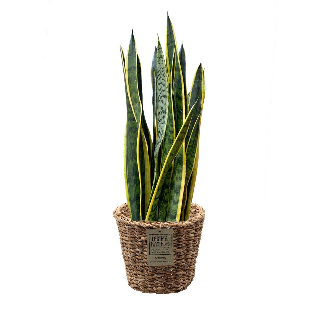 Green Me Up Zimmerpflanze Bogenhanf Sansevieria - pflegeleichte Zimmerpflanze - Höhe 80-90 cm -