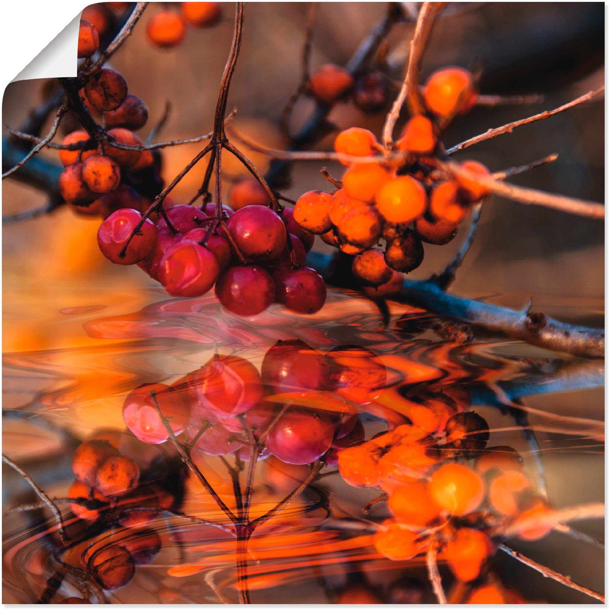 Artland Wandbild Rote Beeren - Wildbeeren, Pflanzen (1 St), als Alubild, Leinwandbild, Wandaufkleber oder Poster in versch. Größen