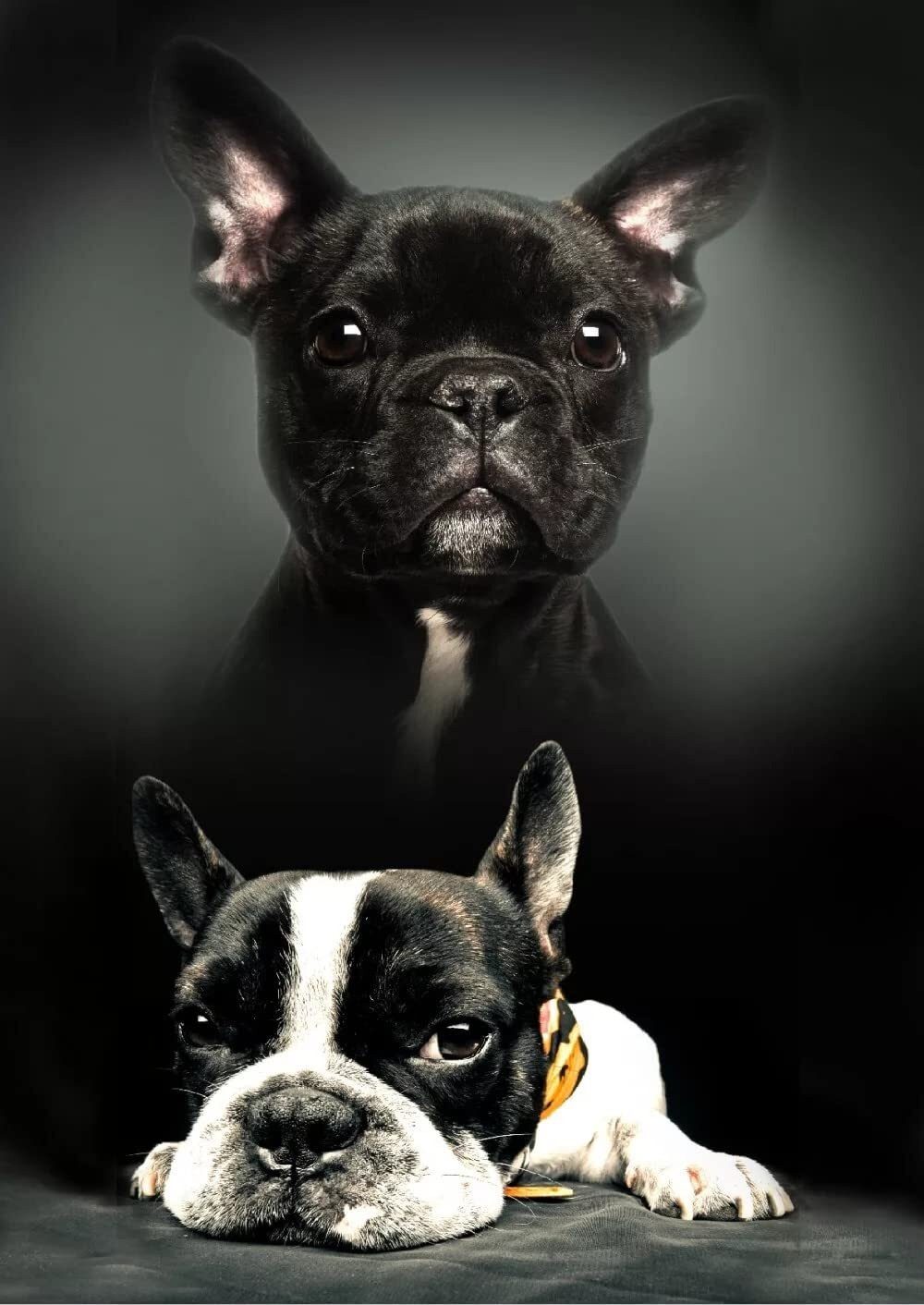 Wohndecke BrandMac Javoli Französische Bulldogge, BrandMac