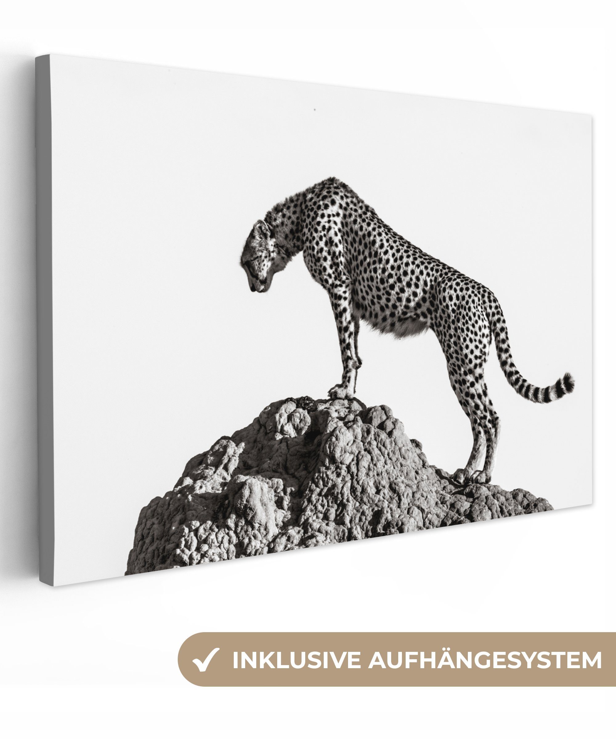 OneMillionCanvasses® Leinwandbild Raubtier - Panther - Tiere - Natur, Fotod günstig online kaufen