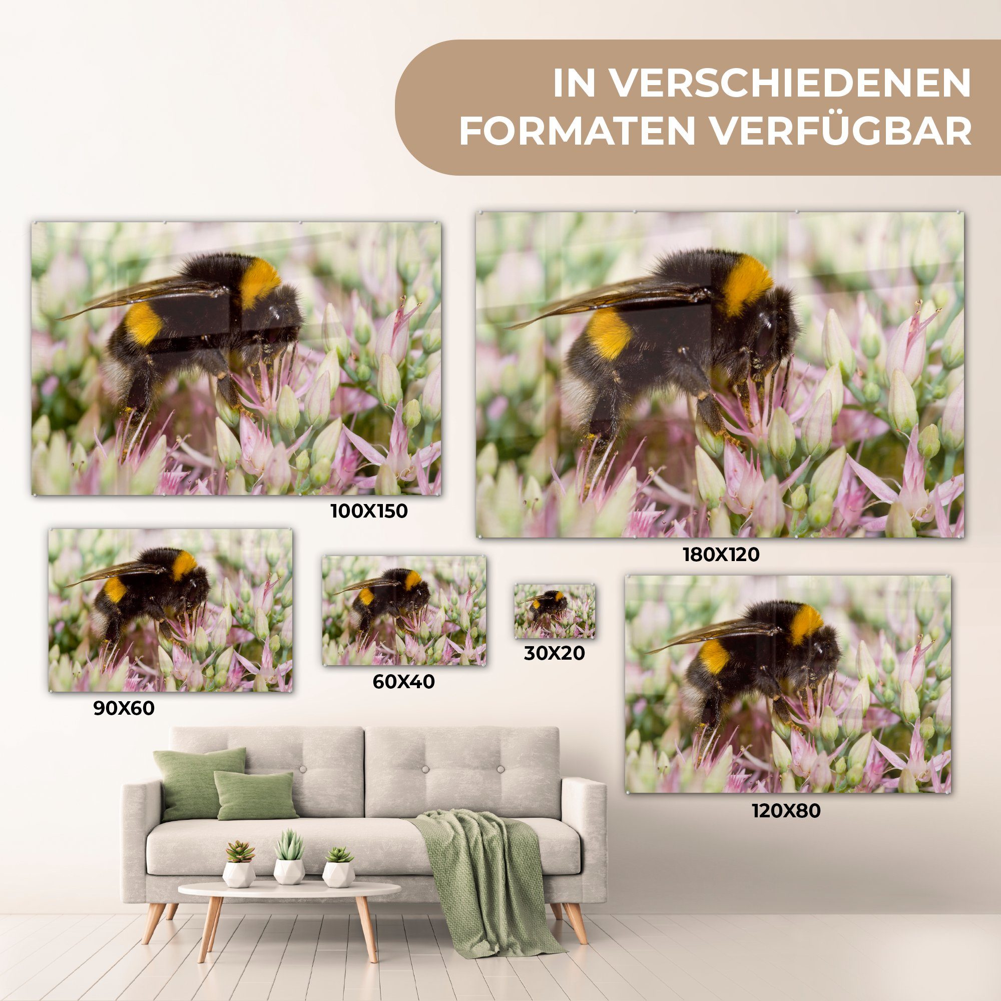 scharfes Blüten zwischen Ein Foto Acrylglasbilder MuchoWow Acrylglasbild (1 Wohnzimmer Hummel, sitzt, einer den St), die zartrosa Schlafzimmer &