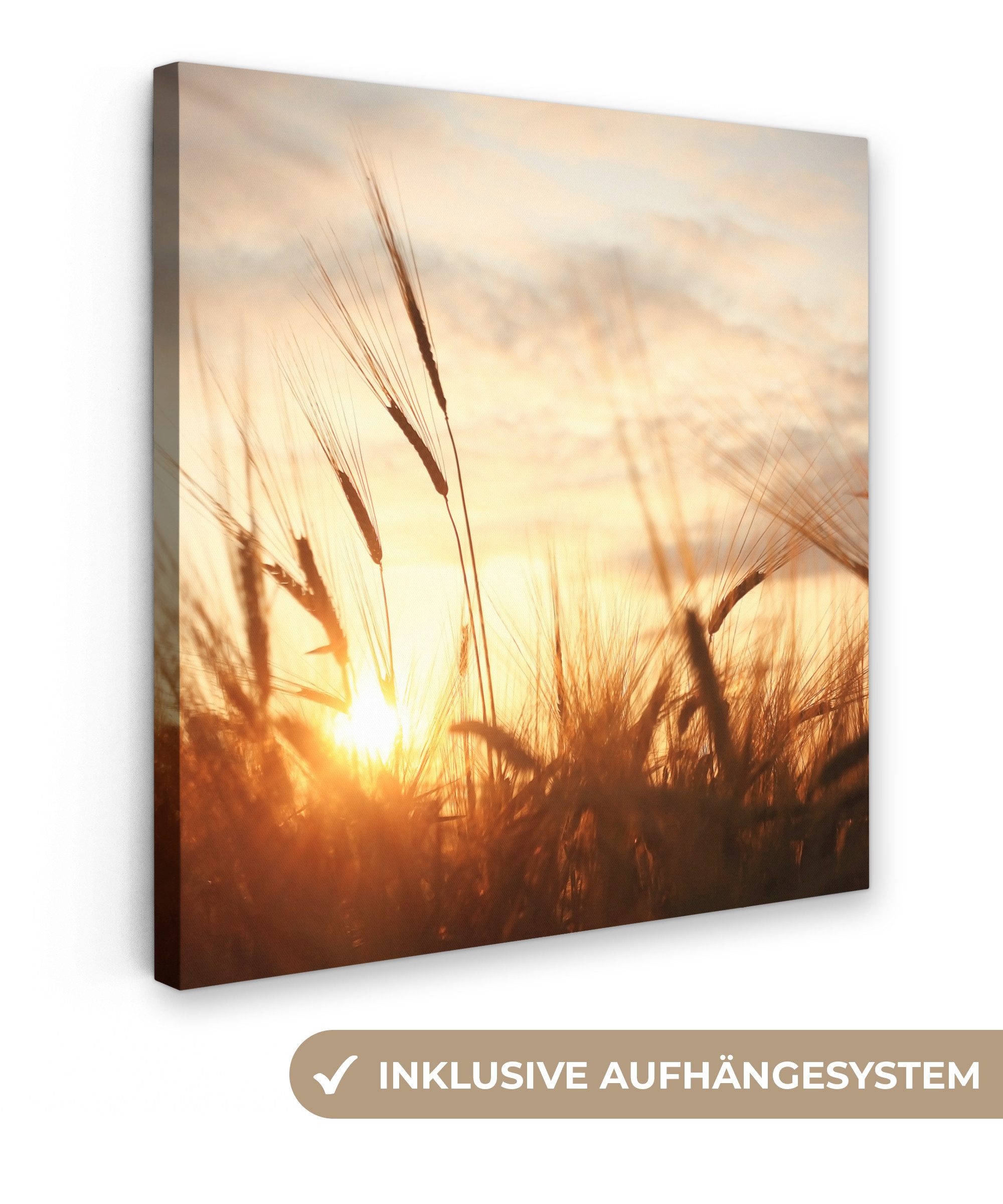 OneMillionCanvasses® Leinwandbild Schilf - Gras - günstig online kaufen