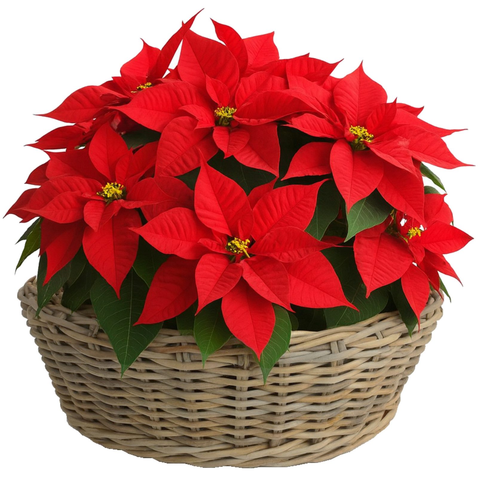 Van der Leeden Blumentopf Blumenkorb Pflanzkorb Topf 56x23cm Rattan Weide Sylter Korb Drypot (1 St), Indoor & Outdoor, Rattan, 31 L, Naturprodukt, incl. Kunststoffeimer