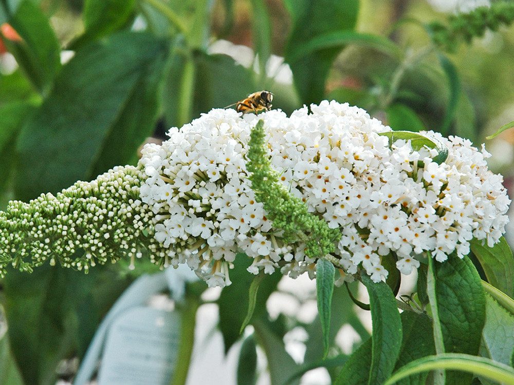 Garten von Ehren Zierstrauch Buddleja davidii Peace Containerware 40-60 cm hoch