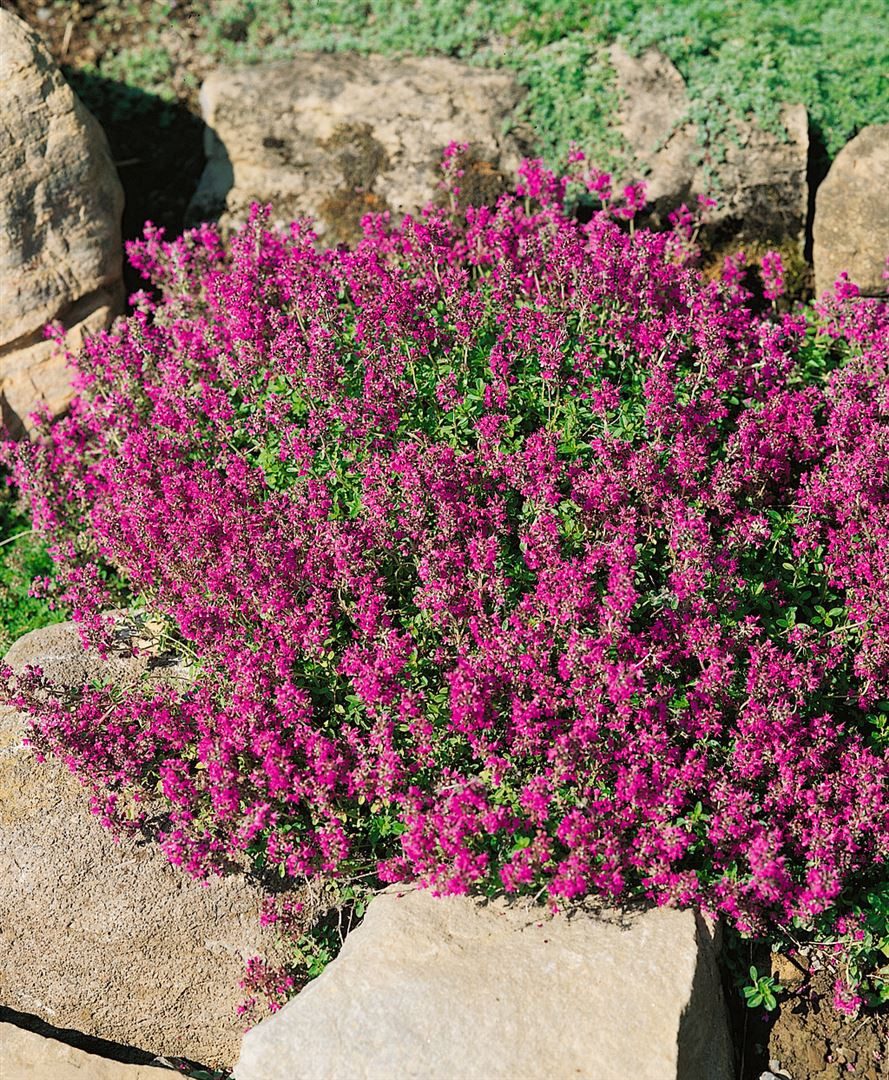 Pflanzen für Dich Bodendecker Thymus serpyllum 'Creeping Red', 1 St., Sand-Thymian, Feld-Thymian, Kriechender Thymian, kriechend, purpurrot – Bild 2 von 4