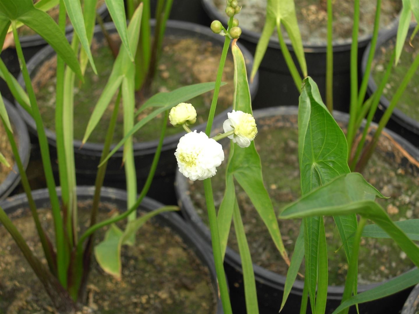 Pflanzen für Dich Staude Sagittaria sagitt. ssp.sagittifolia, 1 St., Pfeilkraut, Gewöhnliches Pfeilkraut
