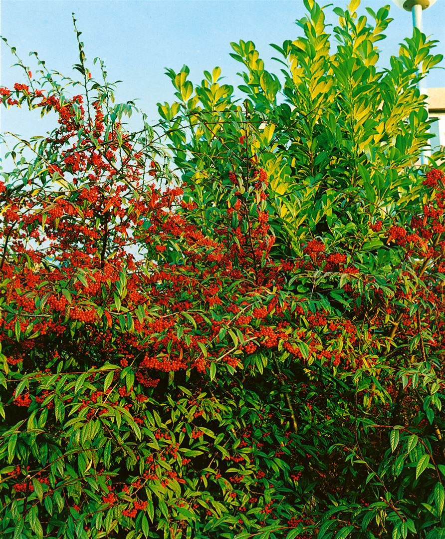 Pflanzen für Dich Gehölze Cotoneaster salicifolius floccosus, 1 St., Weidenblättrige Felsenmispel