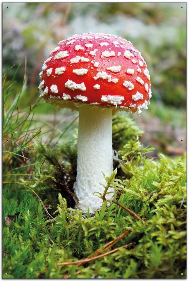 Wallario Sichtschutzzaunmatten Fliegenpilz im Wald