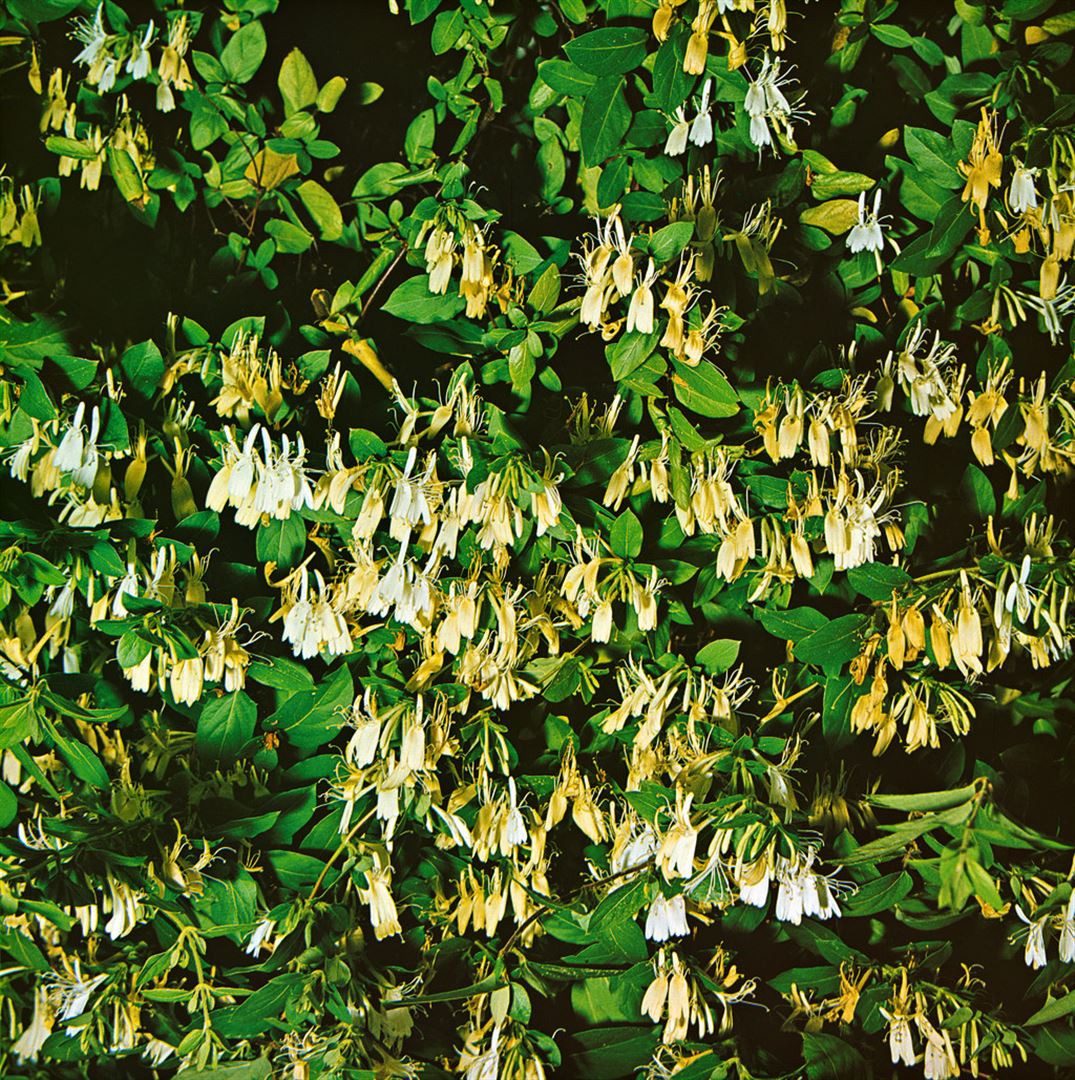 Pflanzen für Dich Kletterpflanze Lonicera japonica Halliana, 1 St., Japanisches Geißblatt, Halliana-Geißblatt, duftend, schnellwachsend