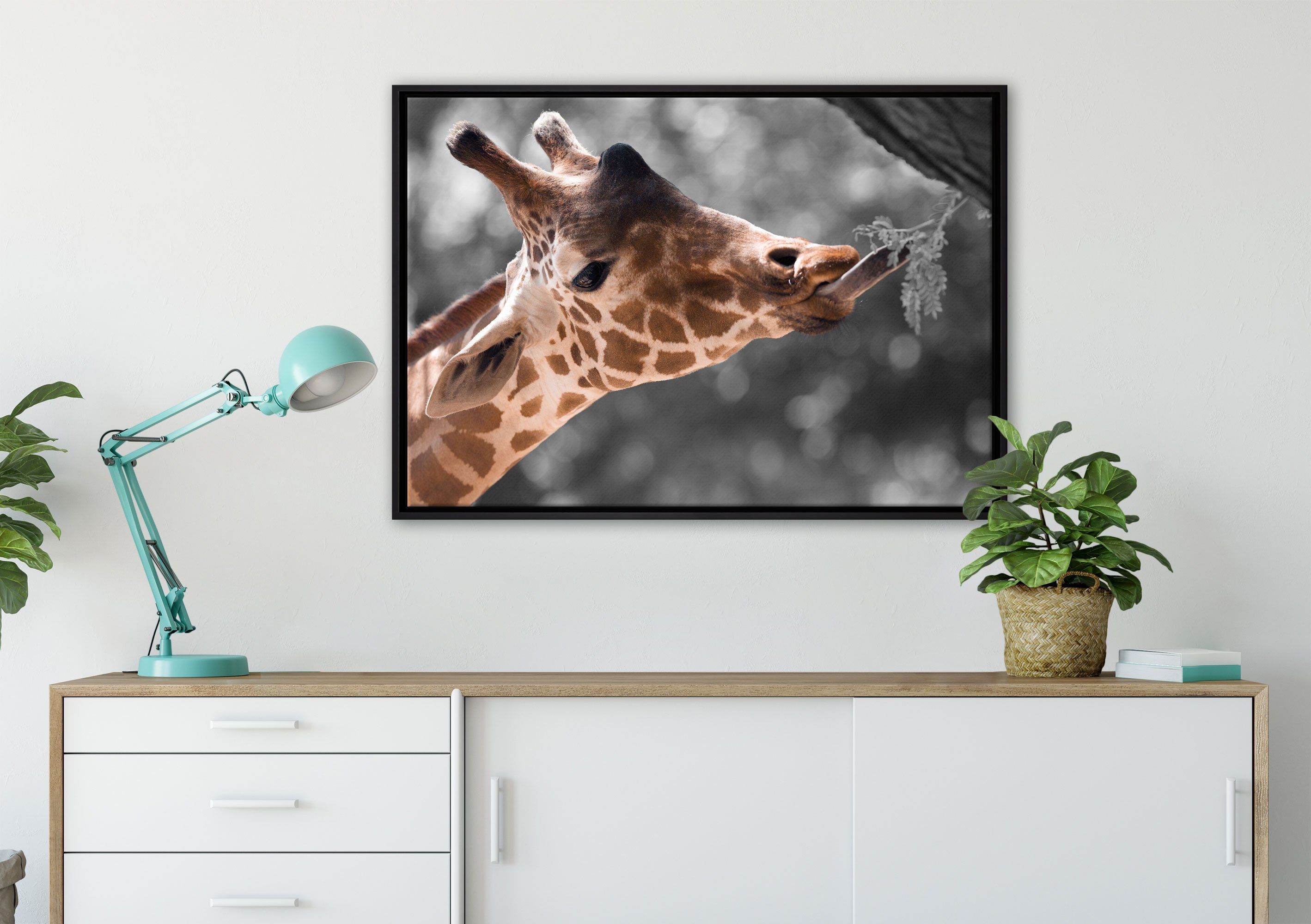 Schattenfugen-Bilderrahmen inkl. in Leinwandbild einem Zweig, bespannt, gefasst, fertig Hungrige Zackenaufhänger Giraffe Leinwandbild Wanddekoration St), Pixxprint (1 mit