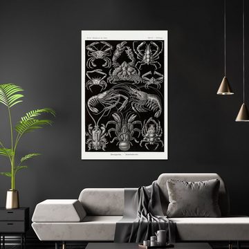 Close Up Poster Zehnfußkrebse Poster Haeckel Kunstformen der Natur Tafel 86