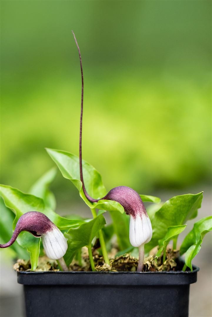 Pflanzen für Dich Staude Arisarum proboscideum, 1 St., Mäuseschwanzpflanze, Mauswurz