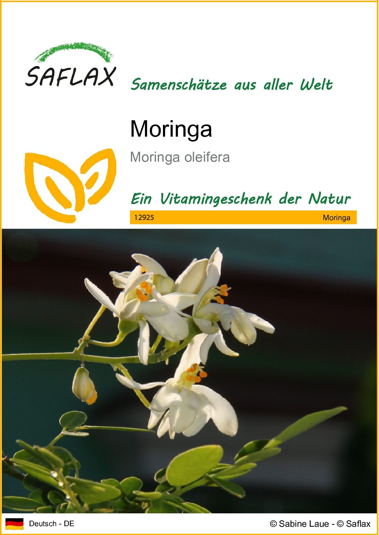 SAFLAX Blumensamen SAFLAX - Samen - Moringa