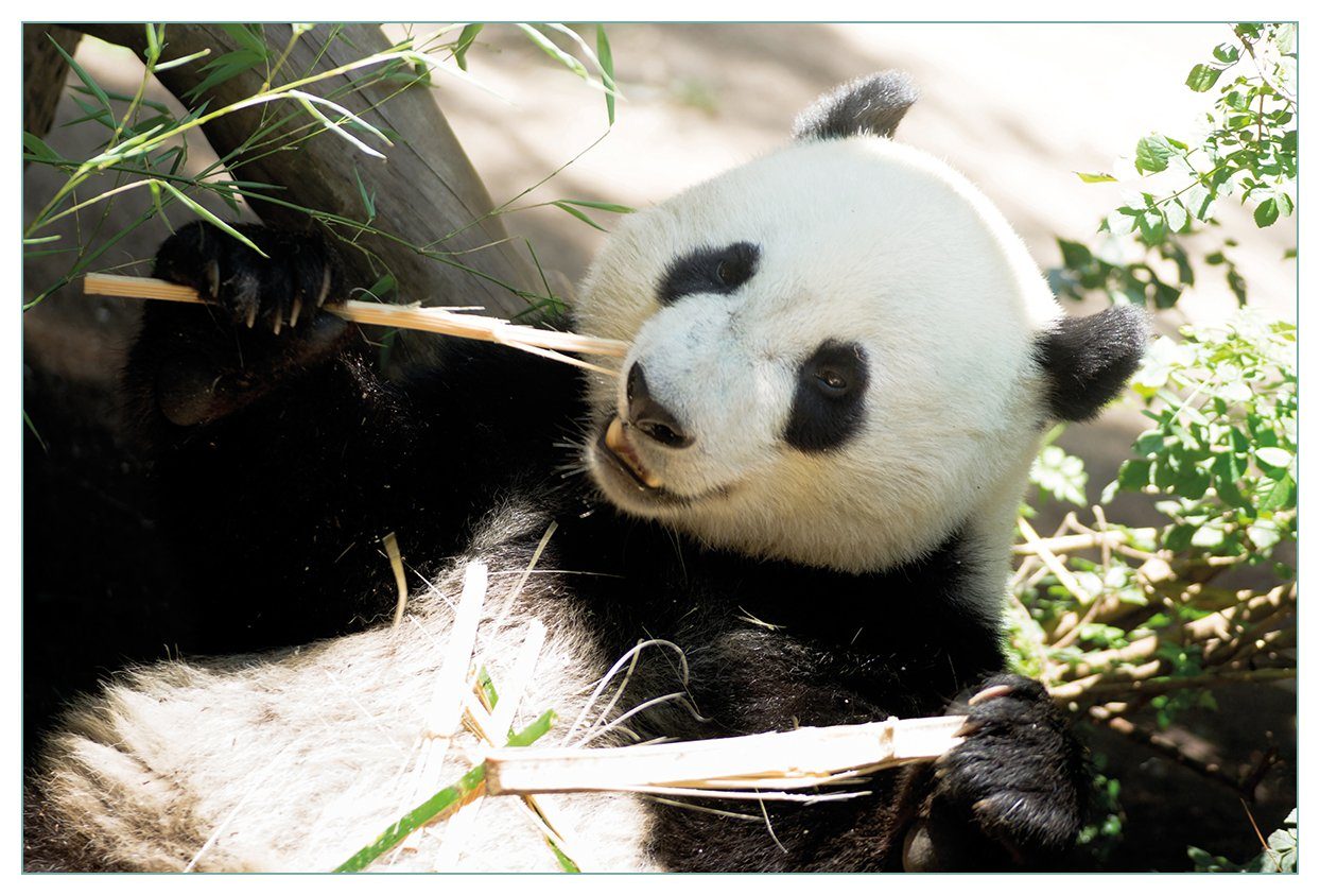 Wallario Küchenrückwand Panda knabbert an Bambusstücken, (1-tlg)