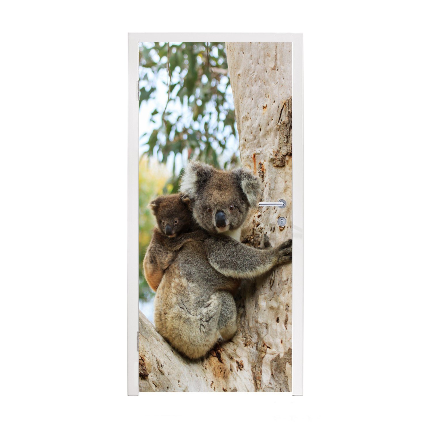 Türaufkleber, Koalas Baum Fototapete - Tür, für Matt, Türtapete bedruckt, cm St), Kind - Jungen 75x205 Mädchen, - - MuchoWow (1