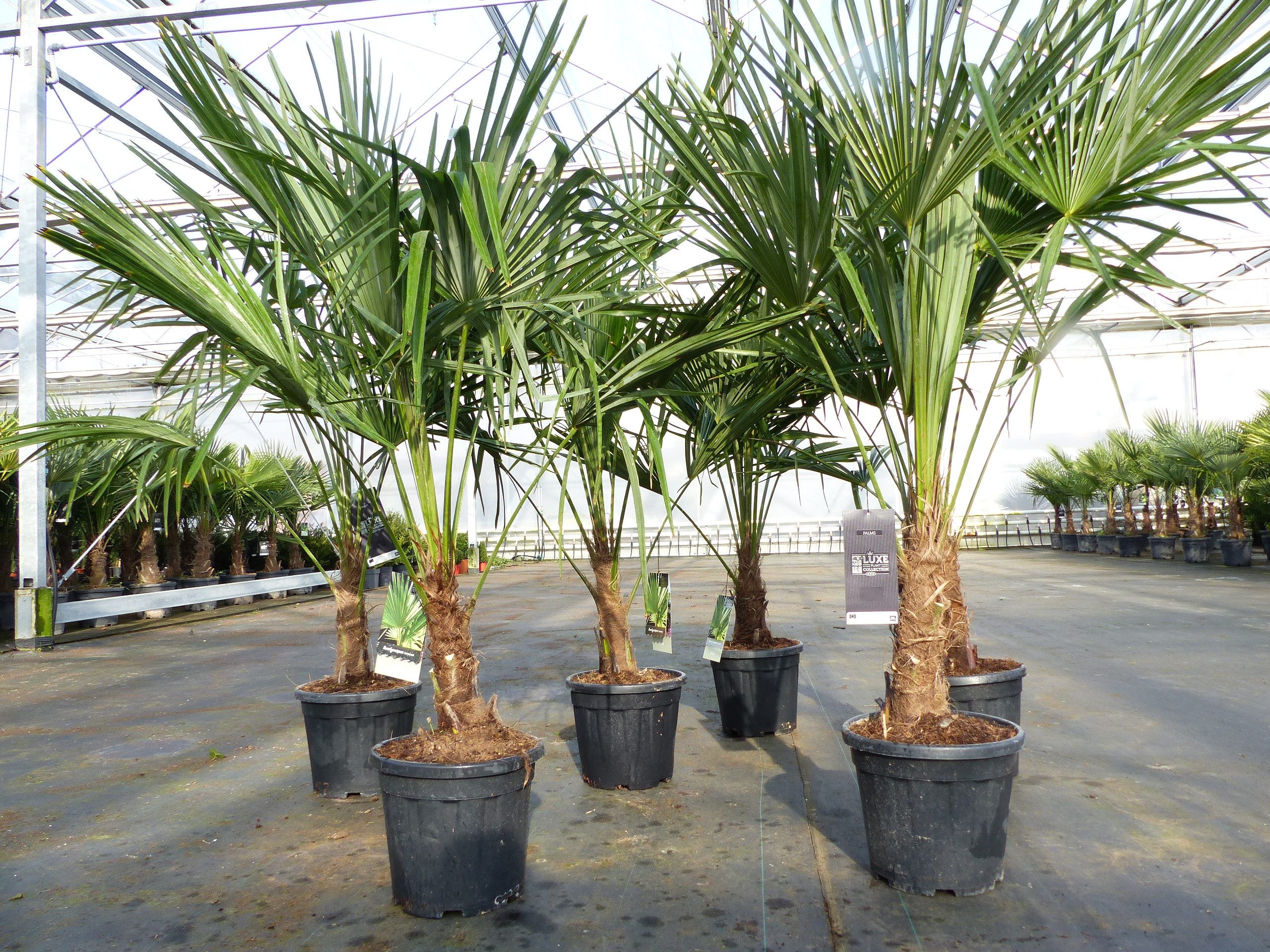 gruenwaren jakubik Baum Trachycarpus fortunei 130 - 150 cm Palme Hanfpalme, winterhart – Bild 3 von 5