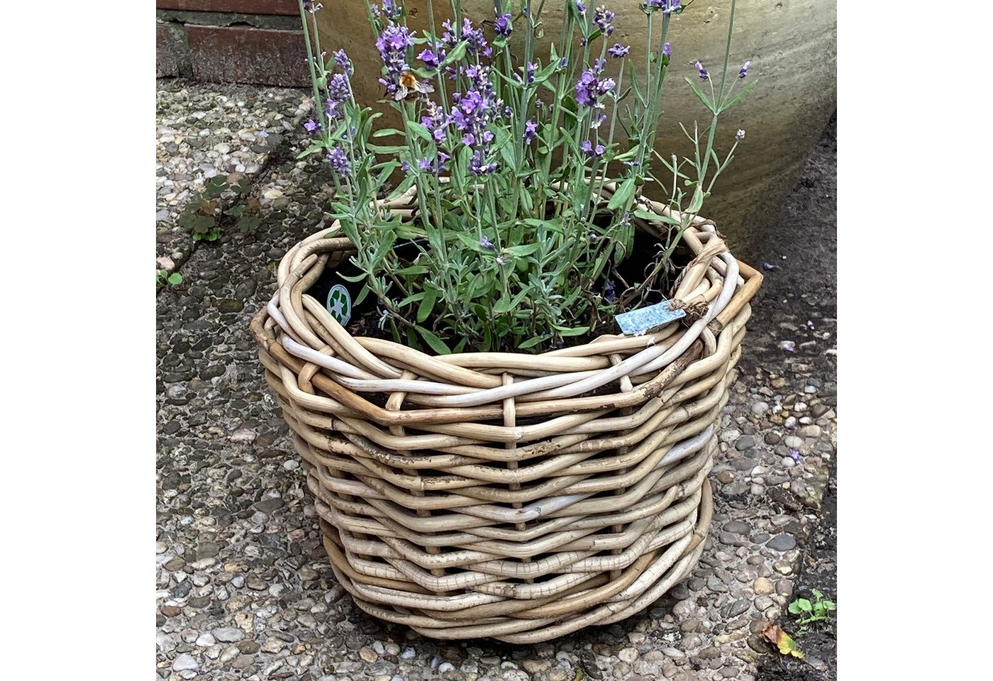 Thumbnail - Van der Leeden Blumentopf Blumenkorb Pflanzkorb Topf 34x30cm Rattan Weide Sylter Korb Drypot (1 St), Braun, Rattan, 11 L...