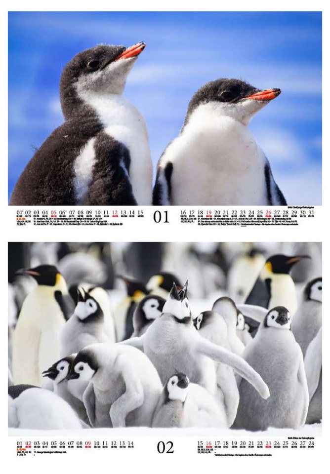 Thumbnail - Seelenzauber Wandkalender Pinguinzauber DIN A4 Kalender für 2025 Pinguin