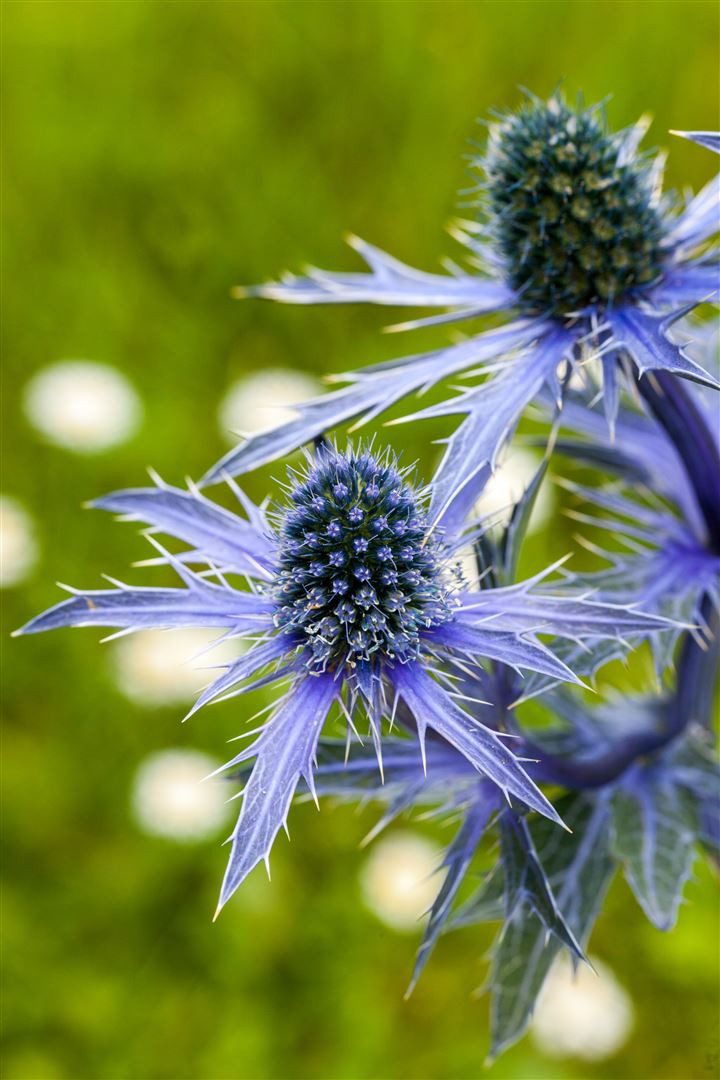 Pflanzen für Dich Staude Eryngium planum, 1 St., Flachblättrige Edeldistel, Blaudistel, Mannstreu