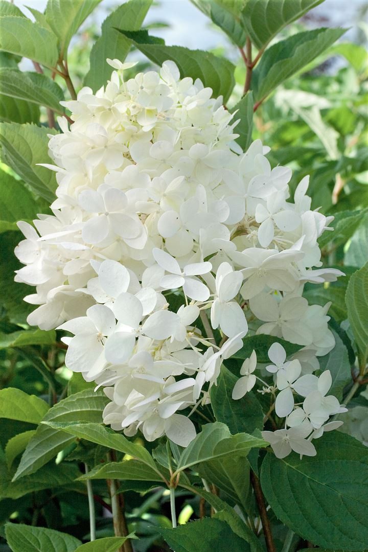 Pflanzen für Dich Gehölze Hydrangea paniculata 'Phantom', 1 St., Rispenhortensie – Bild 3 von 5