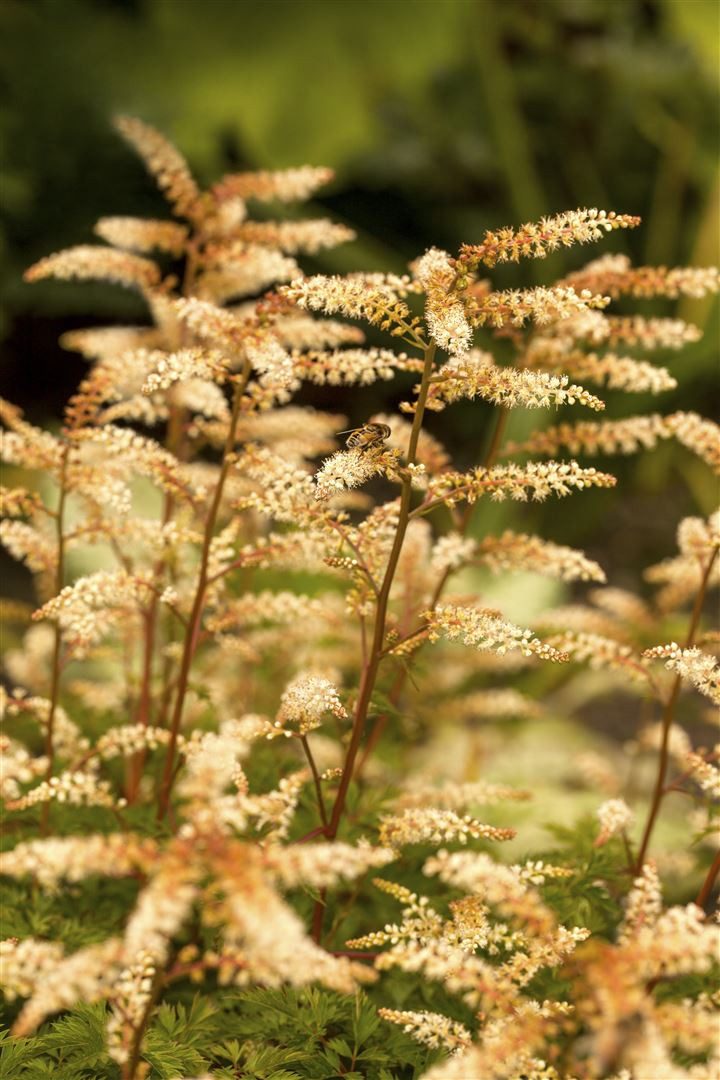 Pflanzen für Dich Staude Aruncus aethusifolius, 1 St., Zwerg-Geißbart, Kleiner Geißbart