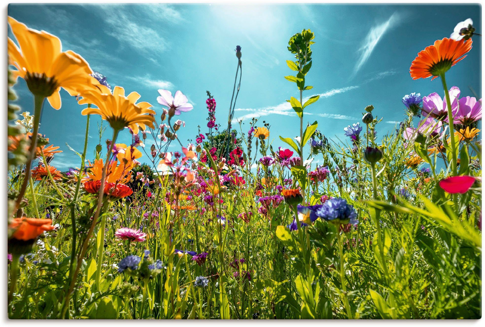 Artland Wandbild Buntes Blumenfeld, Blumenwiese (1 St), als Alubild, Leinwandbild, Poster in verschied. Größen