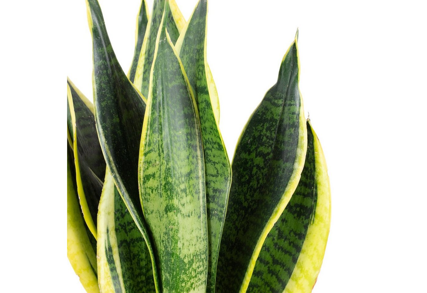 Thumbnail - Flowerbox Zimmerpflanze Bogenhanf - Sansevieria trifasciata Laurentii, - Höhe ca. 45 cm, Topf-Ø 14 cm