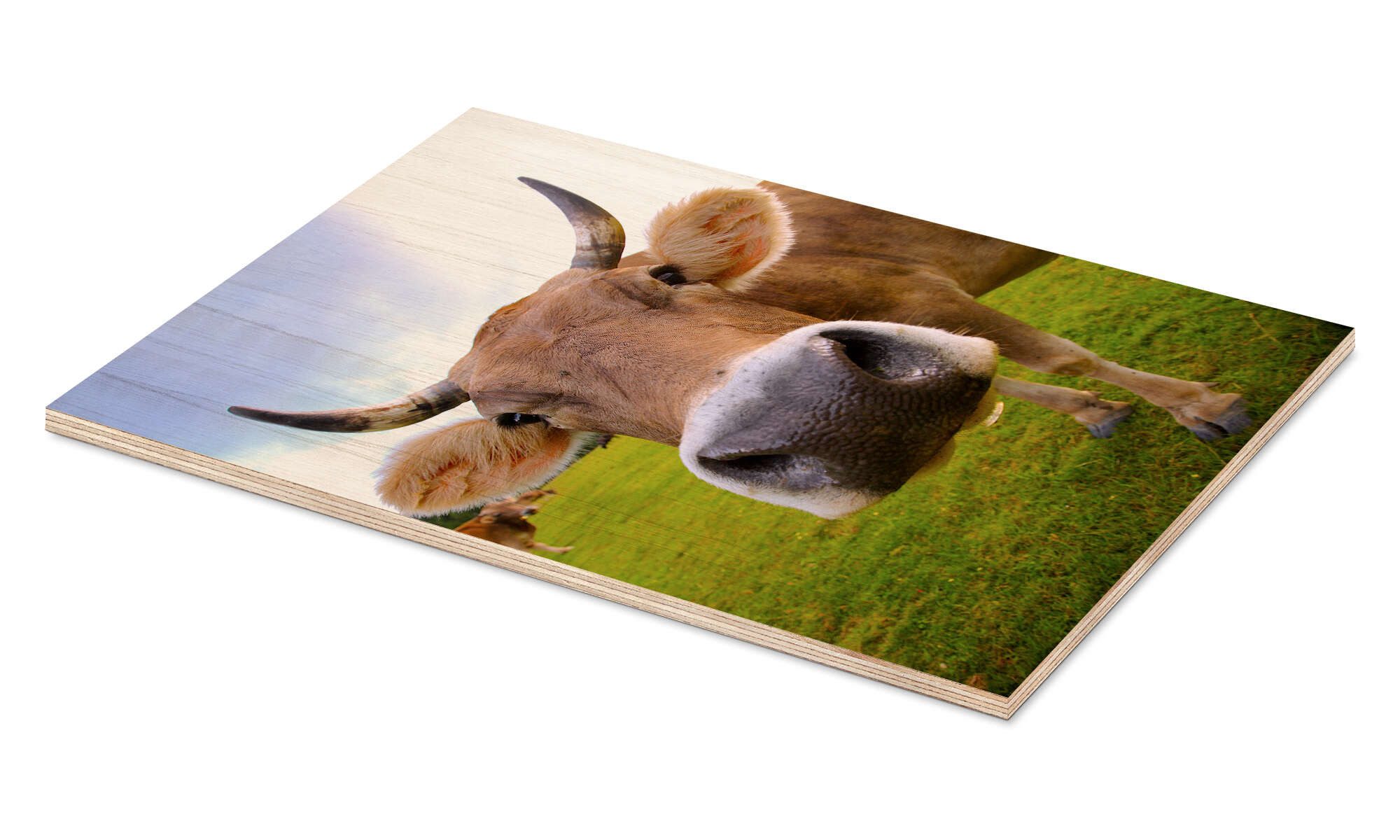 Posterlounge Wandbild Kuh Erna, Editors Choice, erhältlich als Poster, Leinwandbild, Wandsticker oder Acrylglasbild