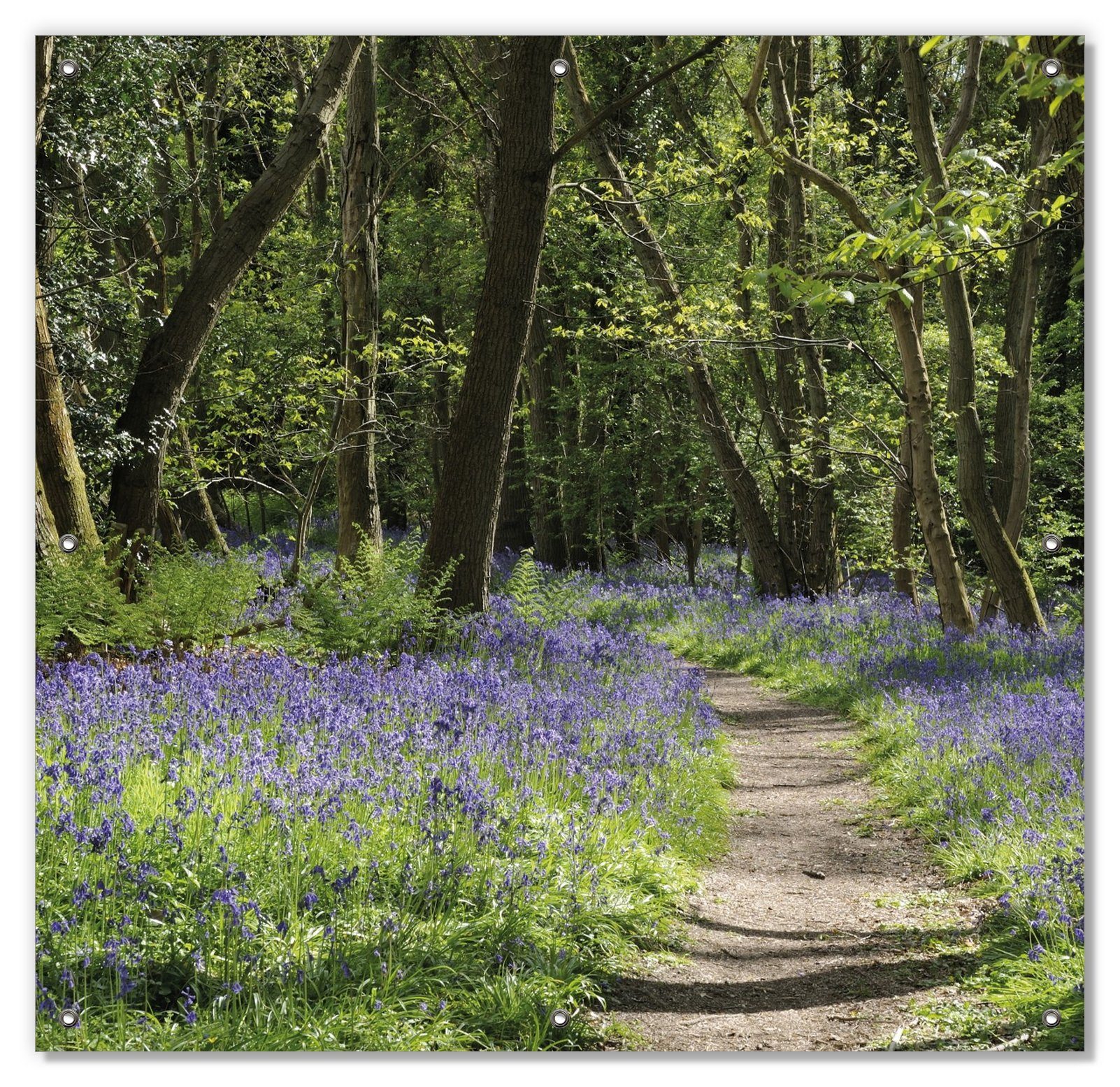 Sonnenschutz Wiese voller blauer Hasenglöckchen im Wald, Wallario, blickdicht, mit Saugnäpfen, wiederablösbar und wiederverwendbar