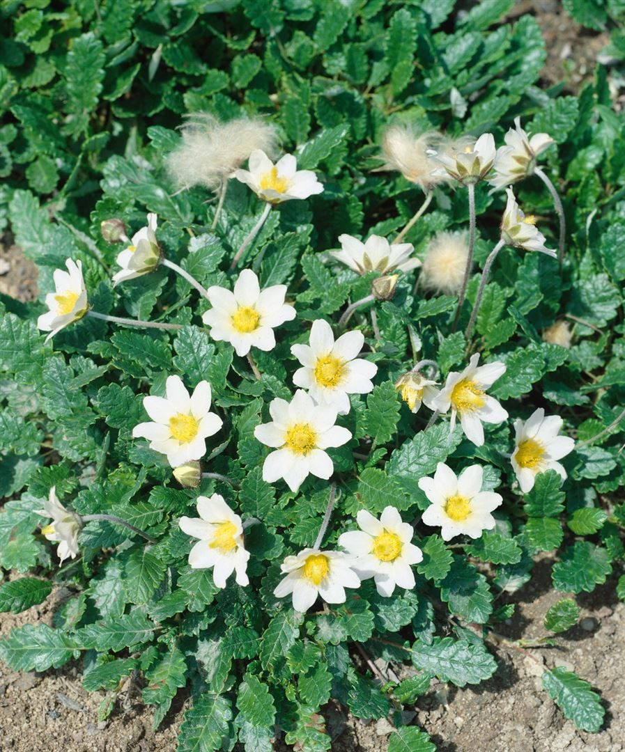 Pflanzen für Dich Staude Dryas x suendermannii, 1 St., Silberwurz, Gletscher-Silberwurz
