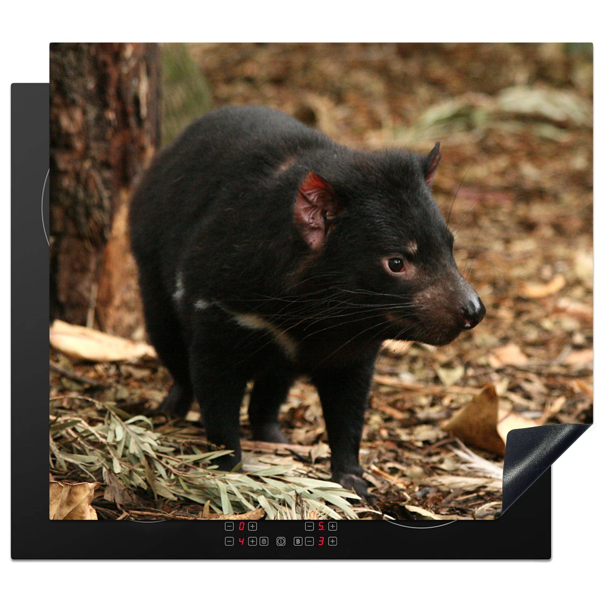 MuchoWow Herdblende-/Abdeckplatte Ein tasmanischer Teufel auf dem Boden in einem Wald, Vinyl, (1 tlg), 60x52 cm, Mobile Arbeitsfläche nutzbar, Ceranfeldabdeckung
