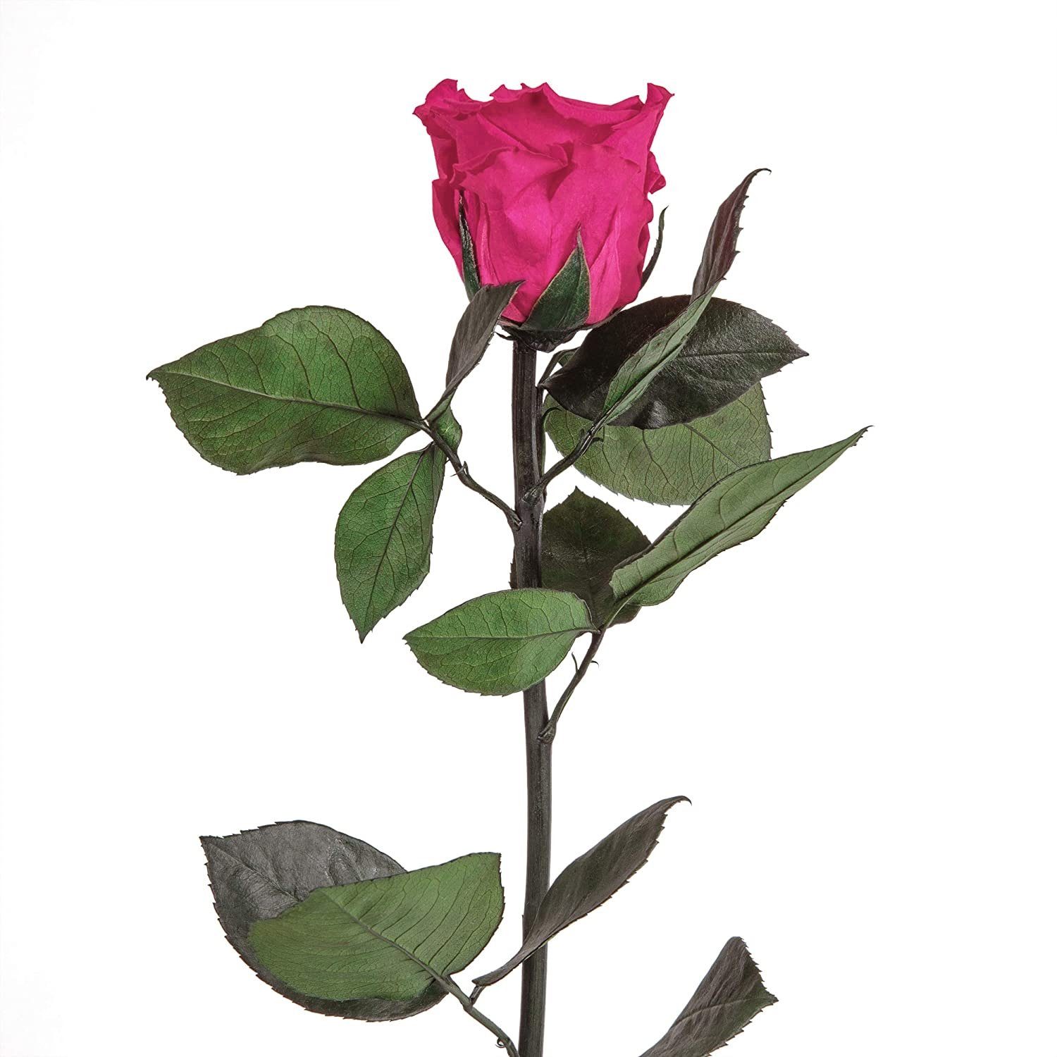 Kunstblume Ewige Rose konserviert mit Stiel günstig online kaufen