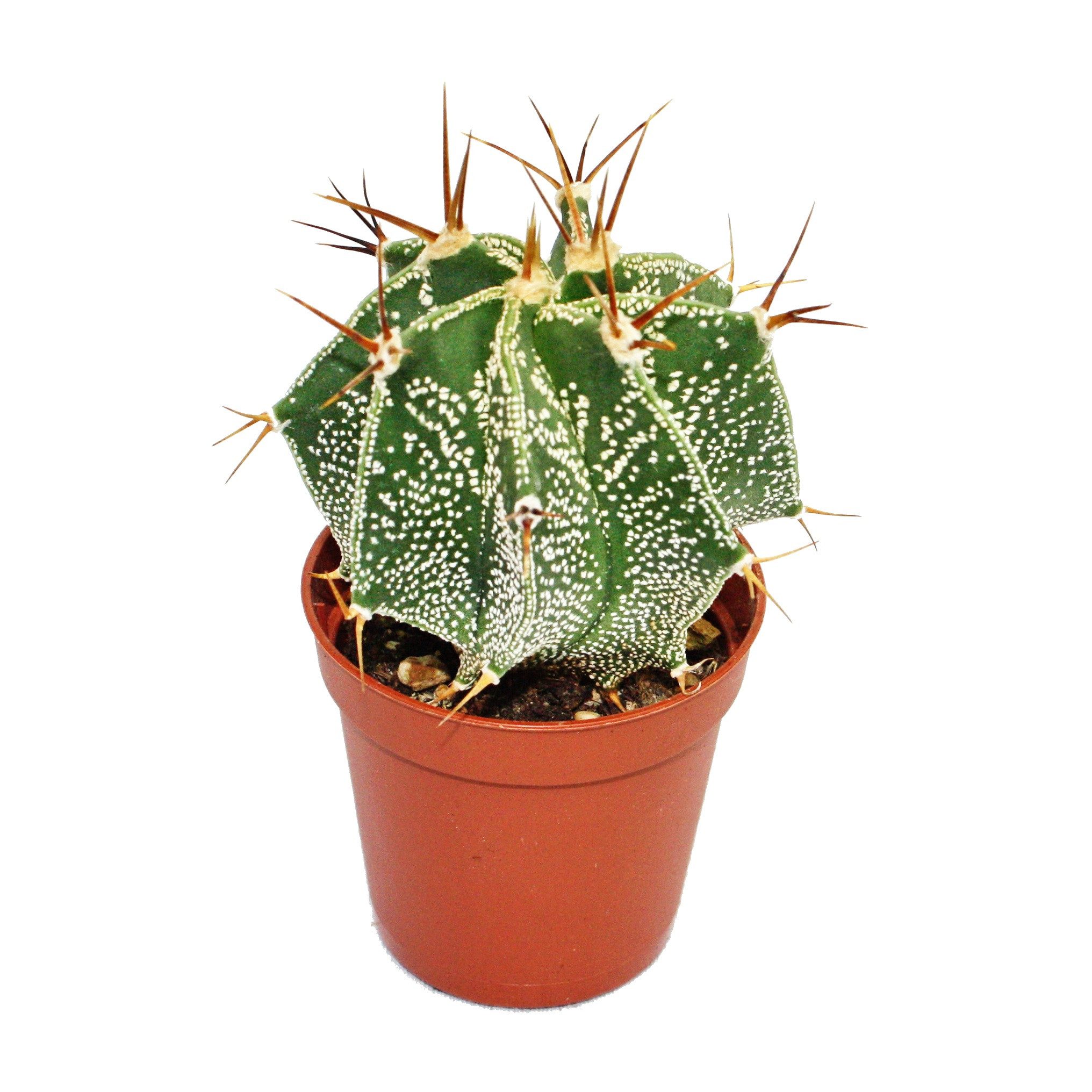 Kaktus Astrophytum ornatum - Bischofsmütze - im 5,5cm Topf