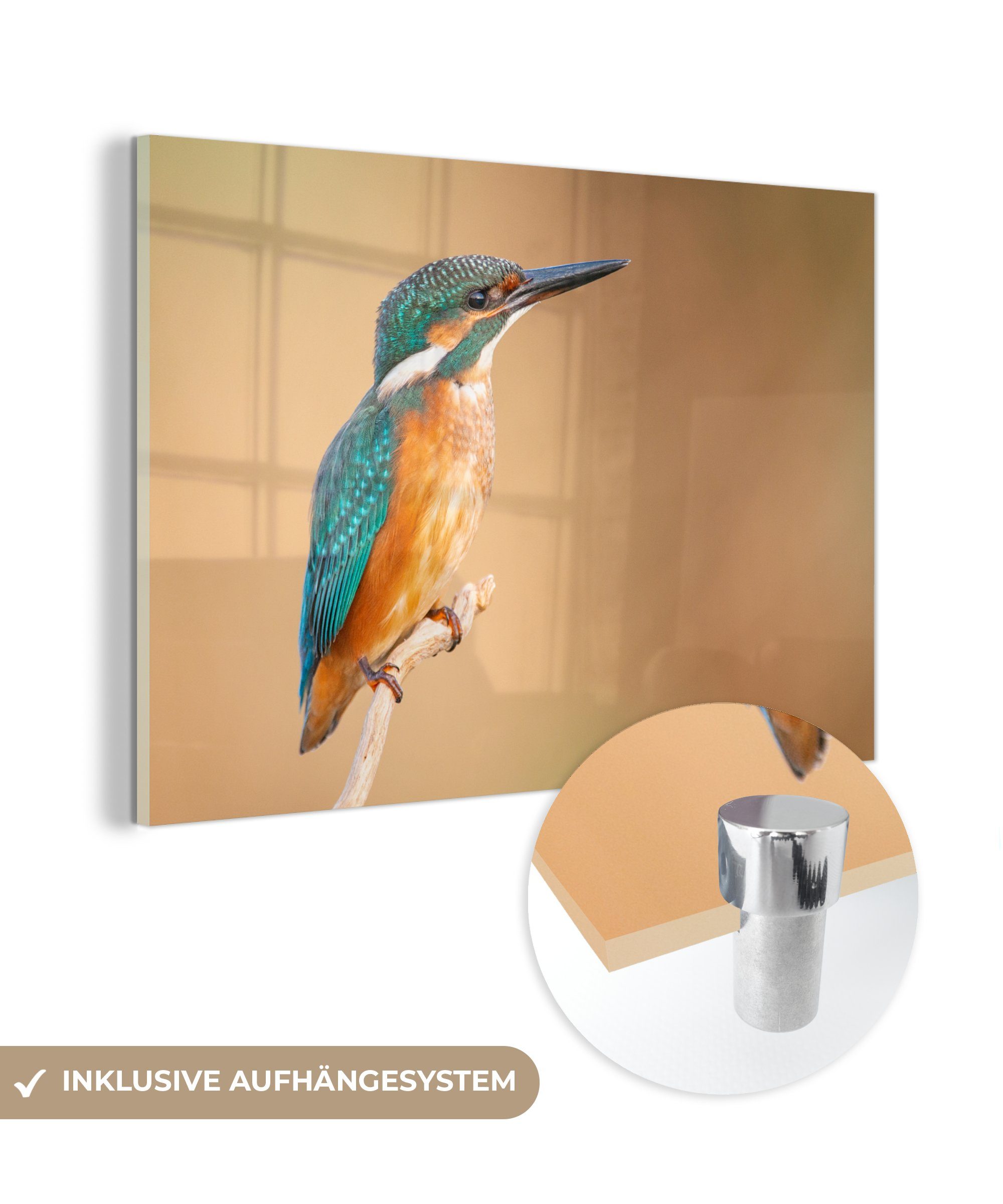 Neue Artikel dieser Saison! MuchoWow Acrylglasbild Eisvogel - Federn Wohnzimmer (1 & Acrylglasbilder - Äste, St), Schlafzimmer