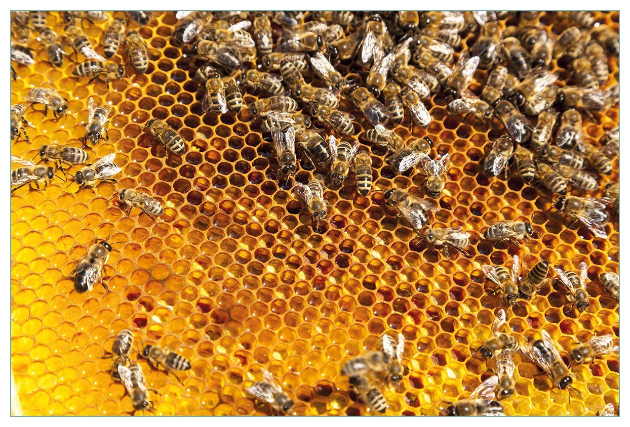 Wallario Küchenrückwand Honigwaben mit Bienen, (1-tlg)