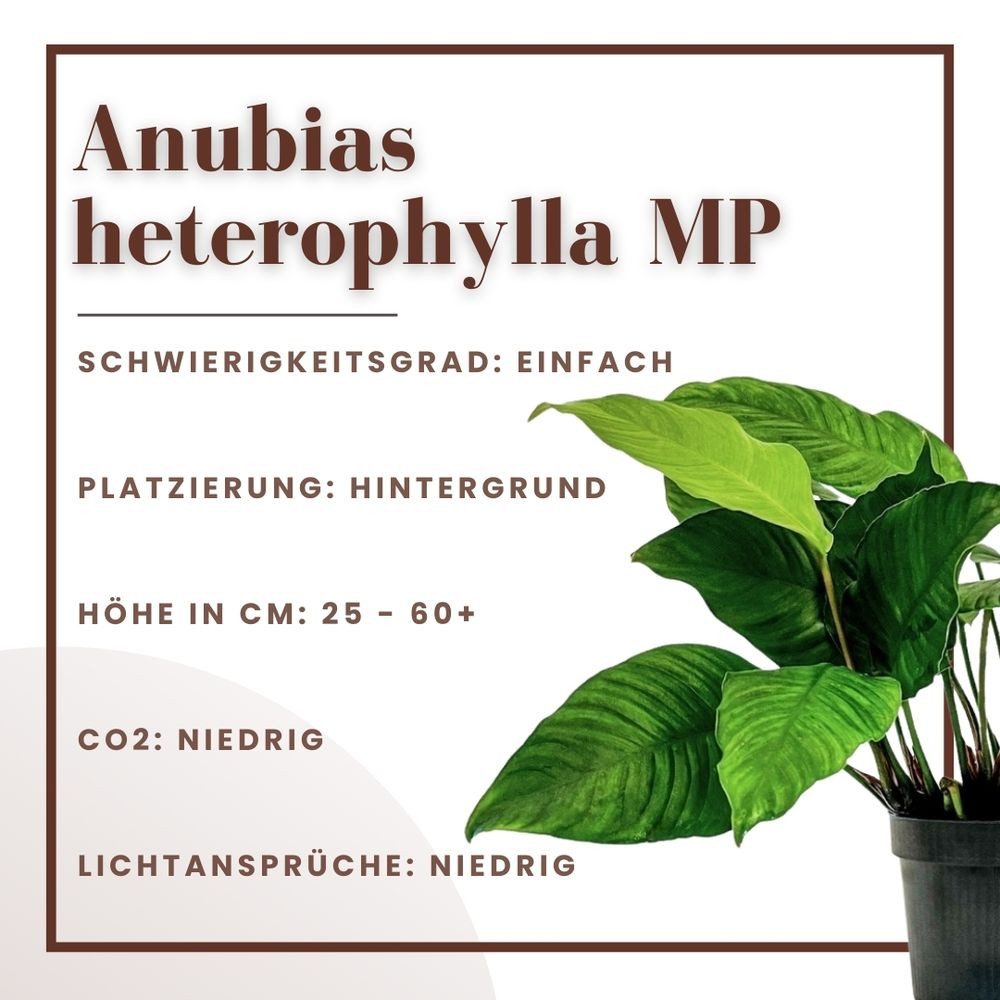 Aquaone Wasserpflanze Mutterpflanze Aquariumpflanze Anubias heterophylla To günstig online kaufen