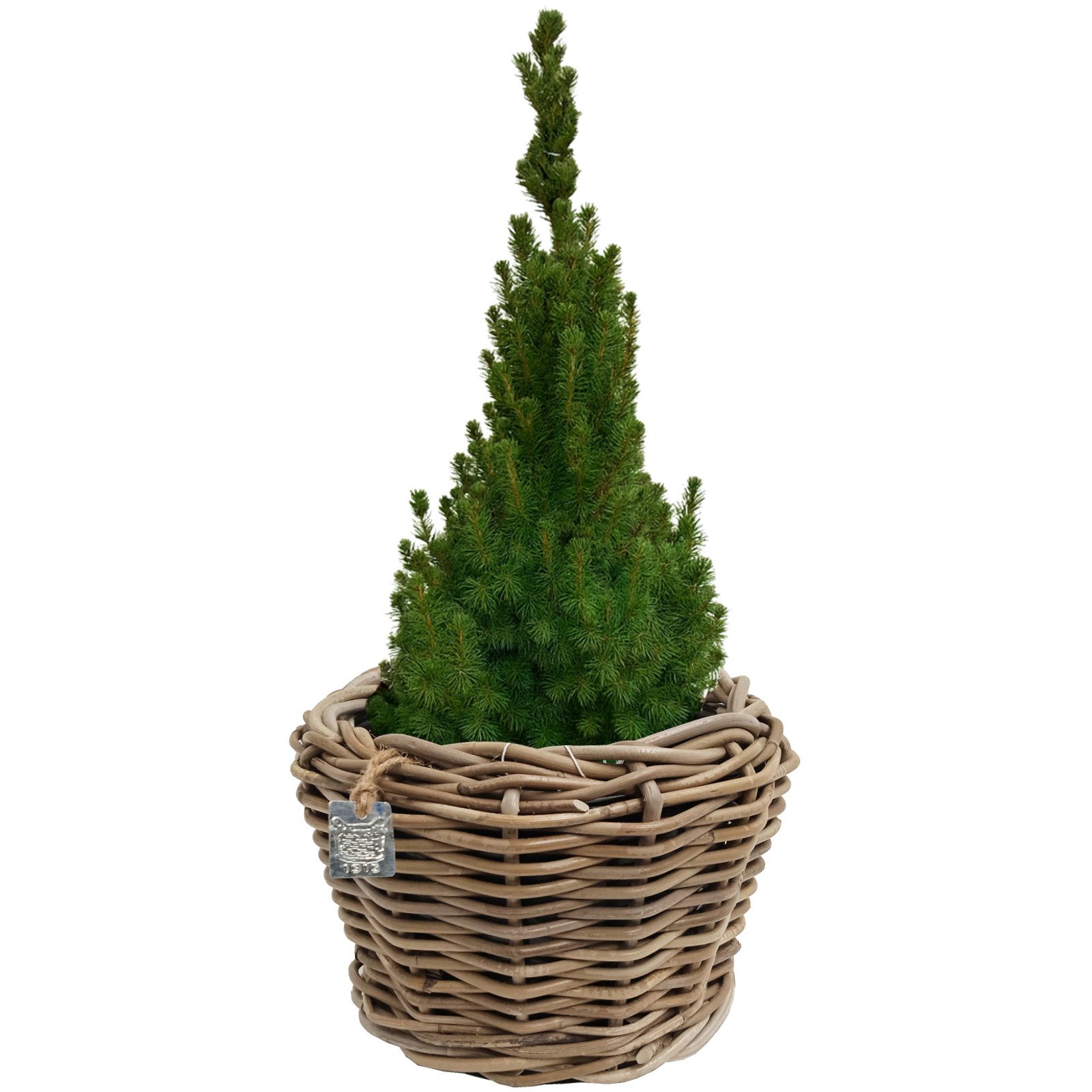 Van der Leeden Blumentopf Blumenkorb Pflanzkorb Topf 27x20cm Rattan Weide Sylter Korb Drypot (1 St), Indoor & Outdoor, Rattan, 4,5 L, Naturprodukt, incl. Kunststoffeimer